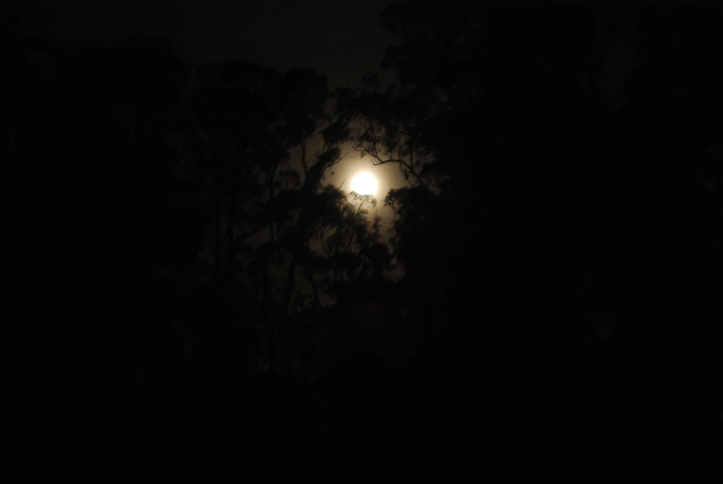 Moon Goddess.jpg
