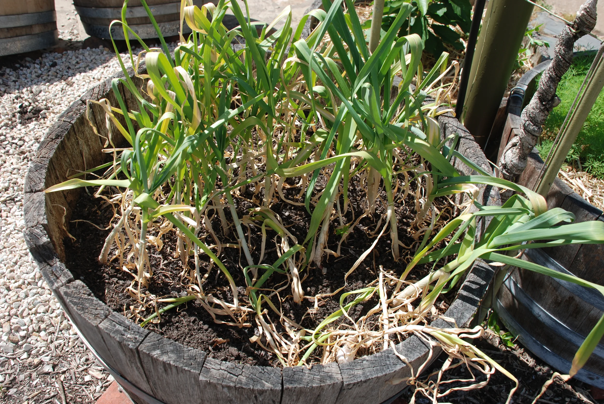 Garlic ready for harvest.jpg