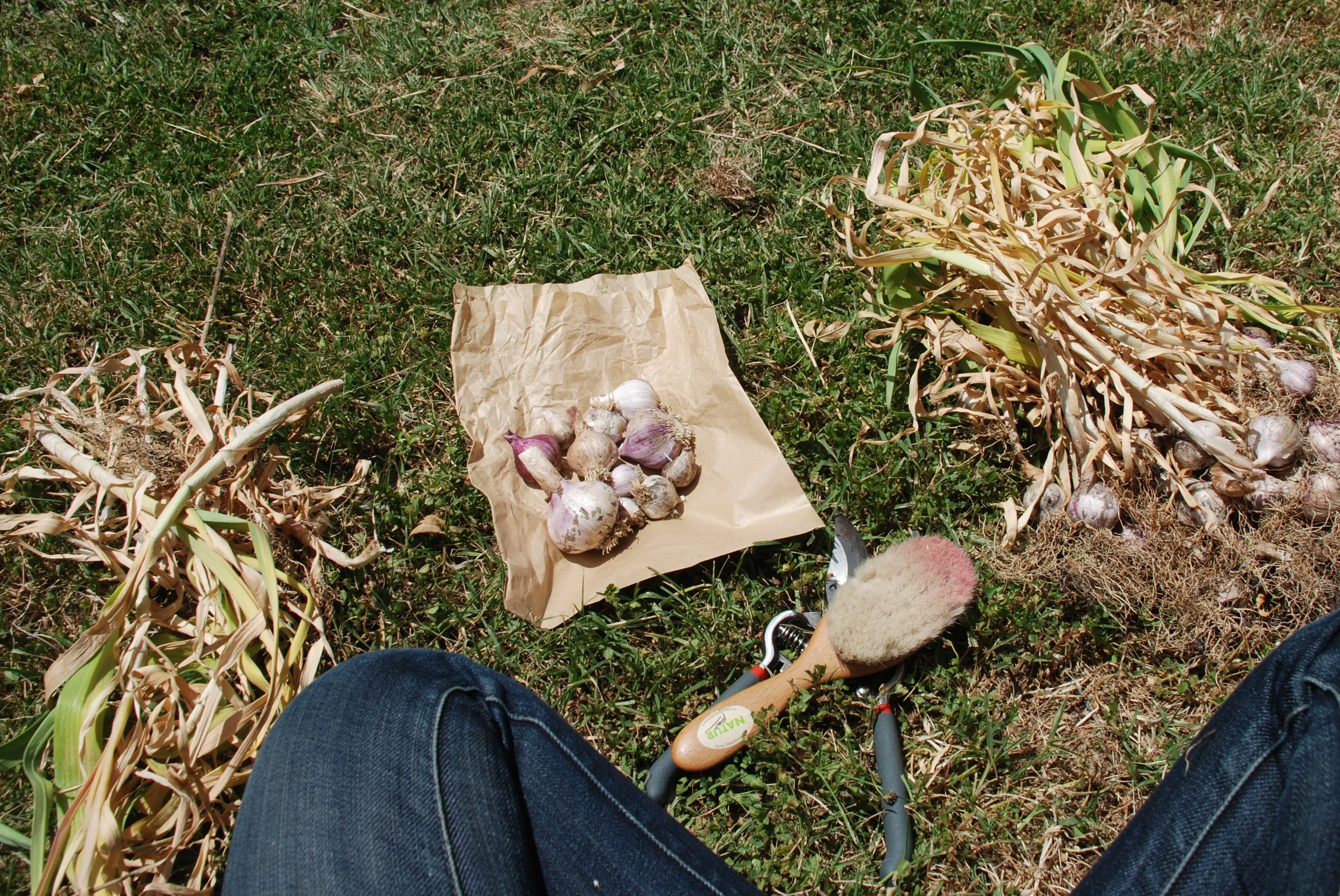 Preparing Garlics.jpg