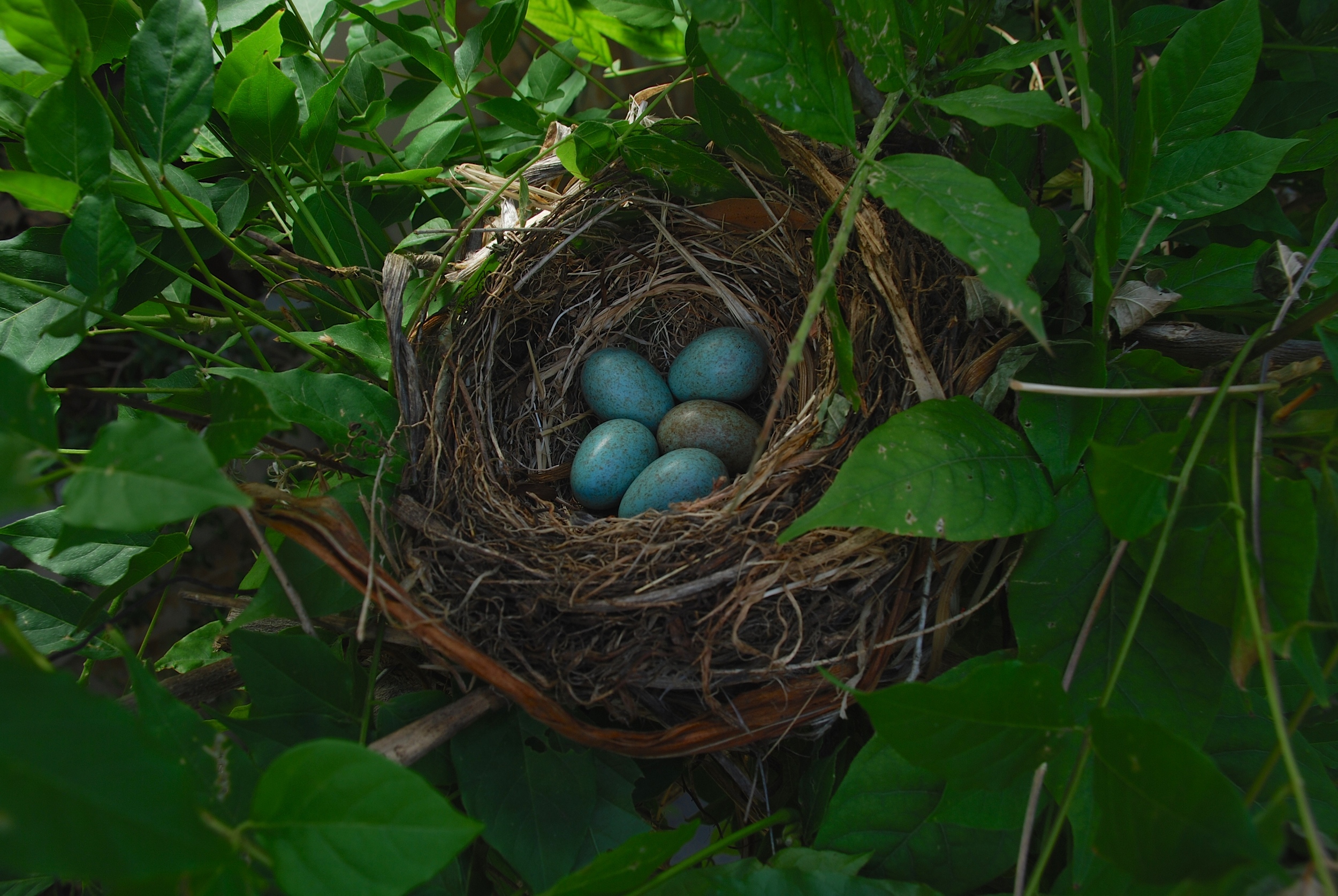 Five in a Nest.jpg