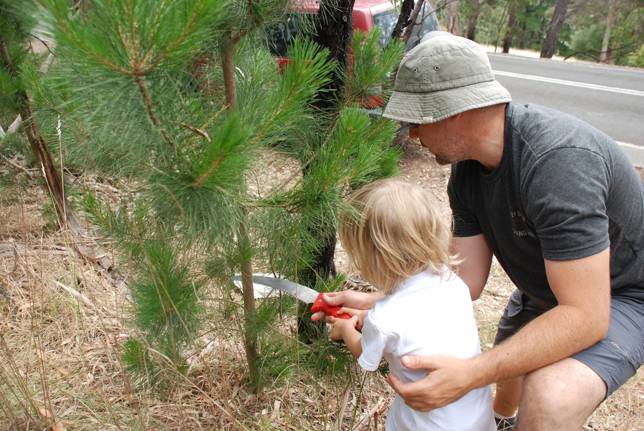 Christmas Tree Collecting.jpg