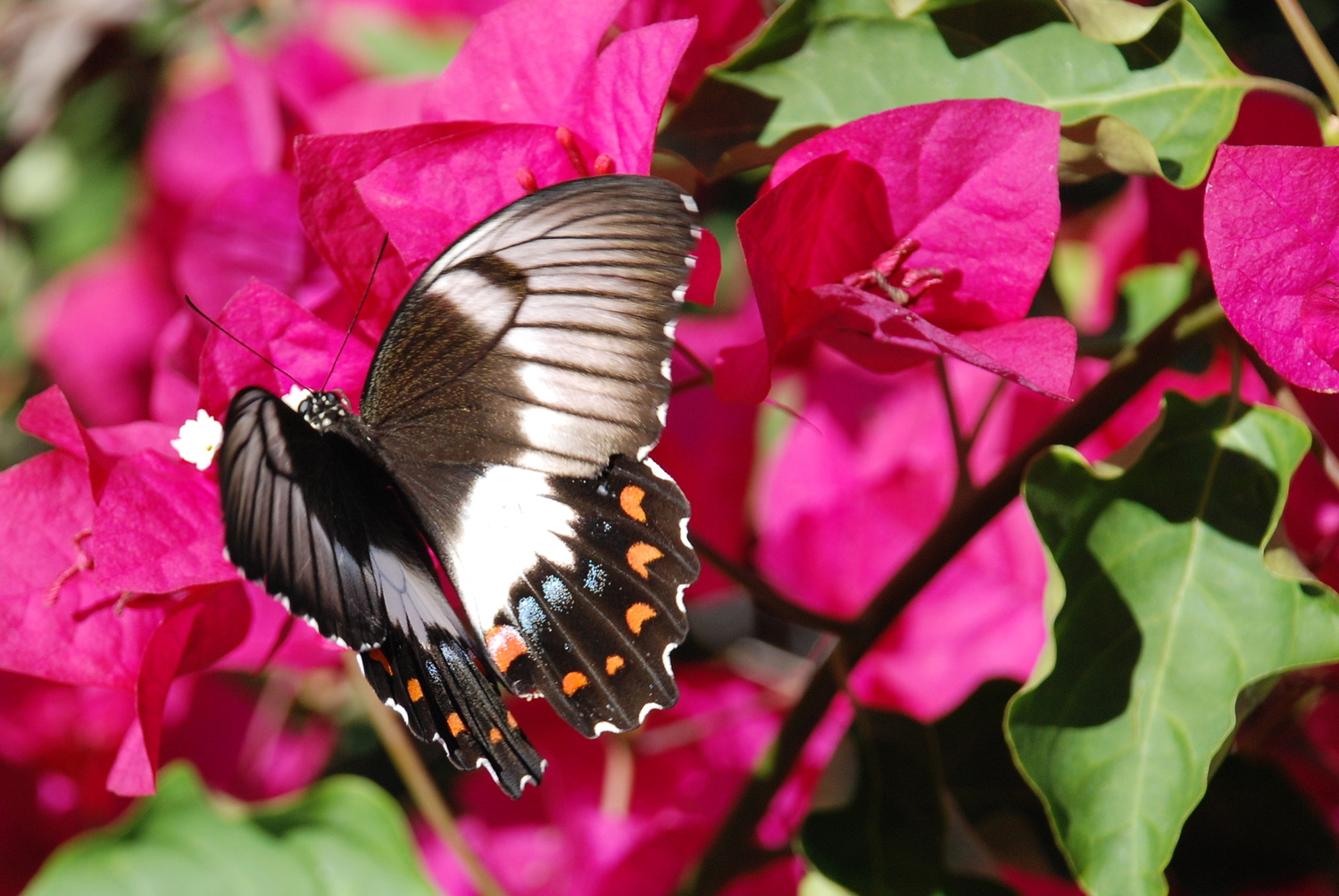 Butterfly.jpg