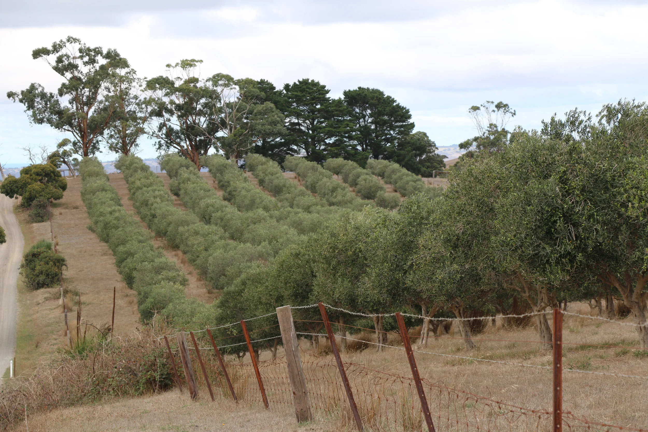 Olive Trees.jpg
