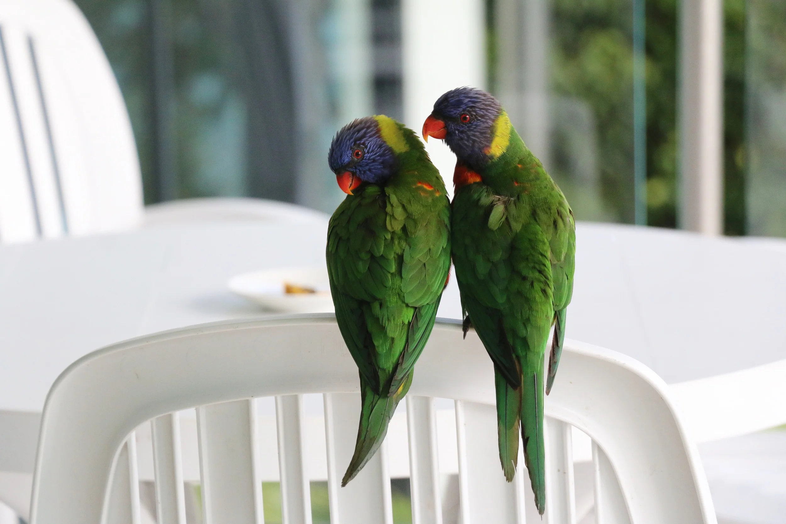 Lorikeet Love.jpg