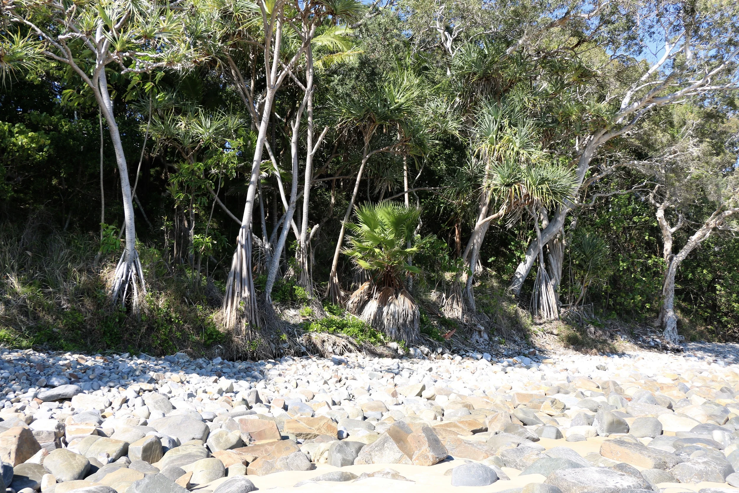 Cove Trees.jpg