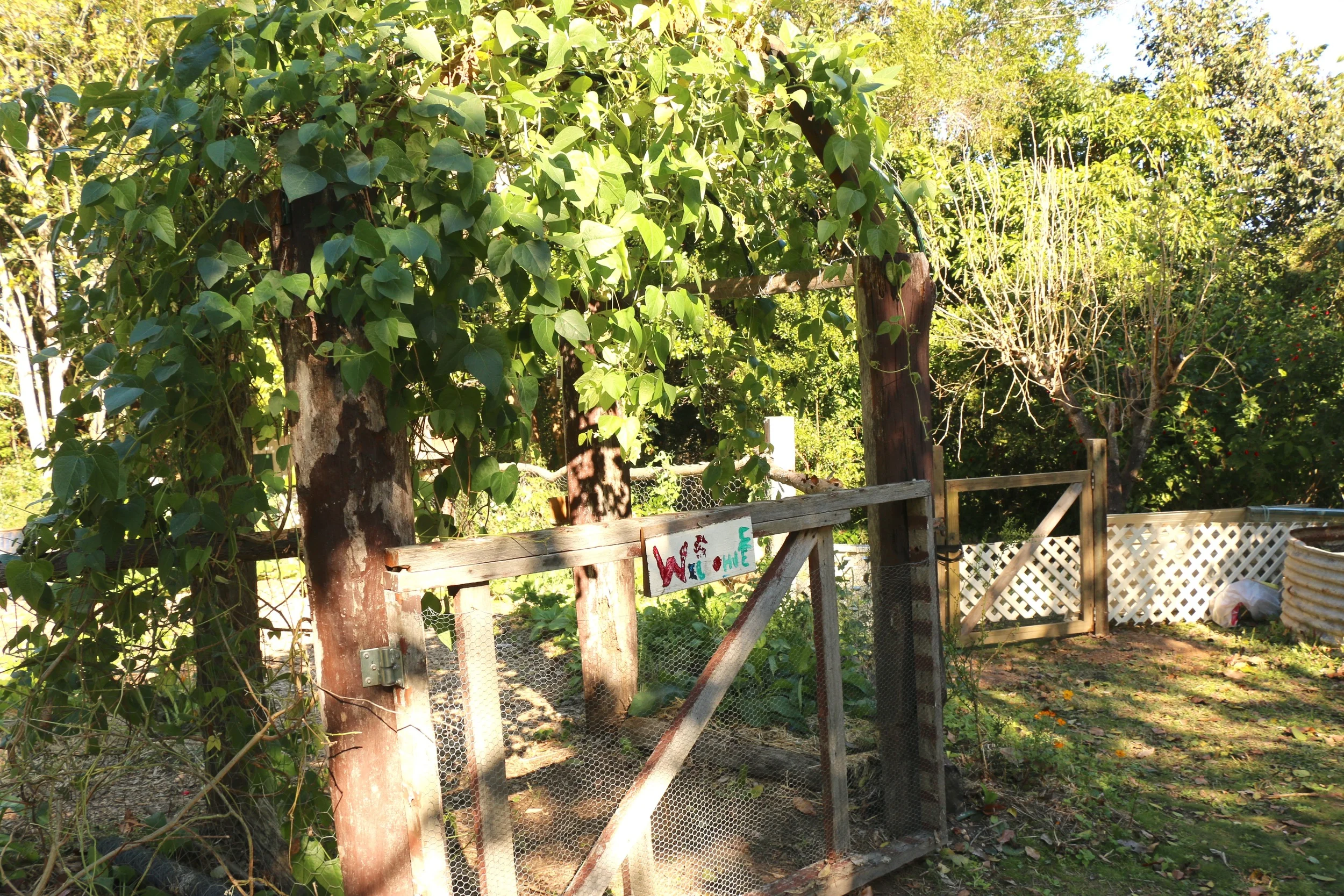 Vegie Patch Gate.jpg