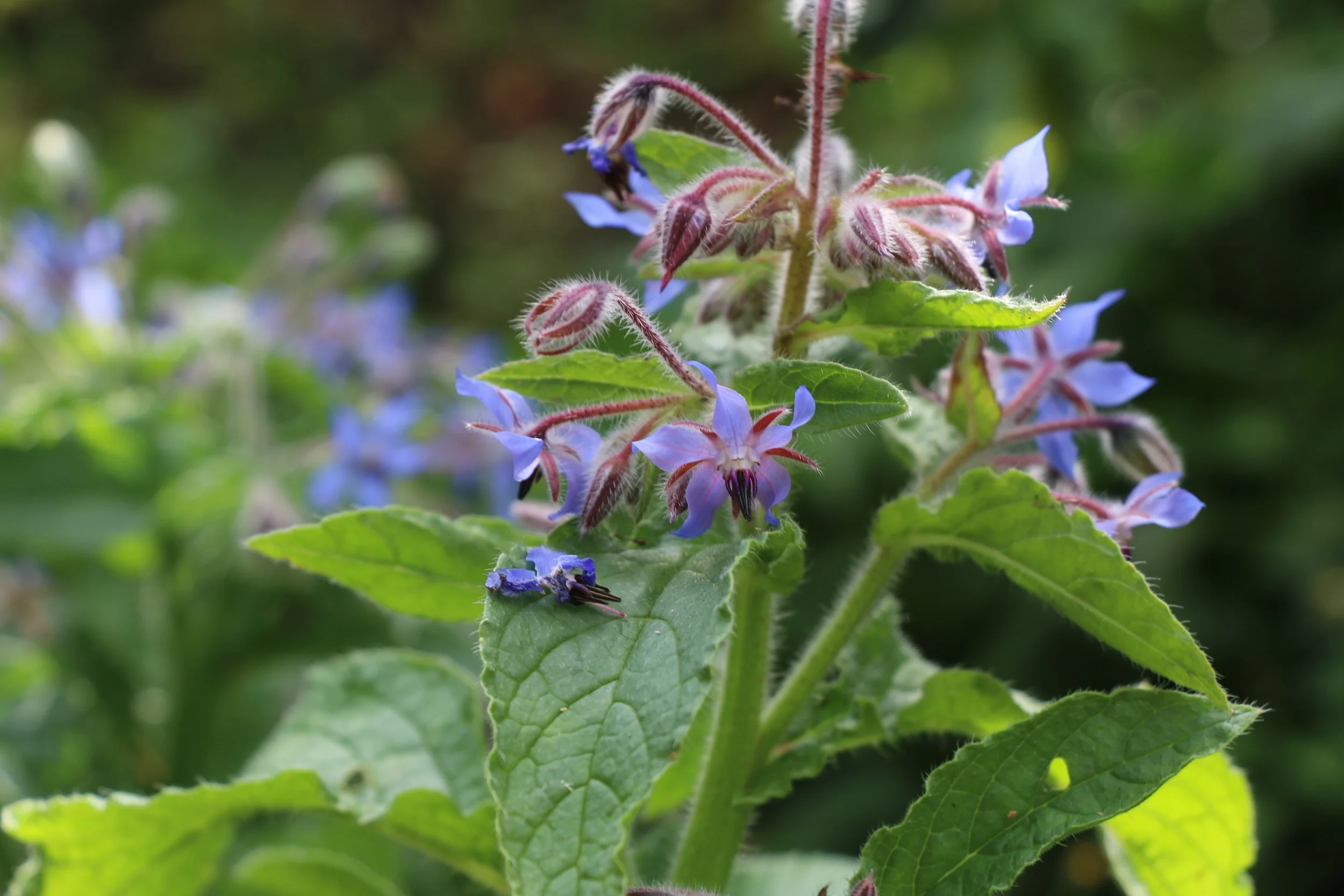 Borage.jpg