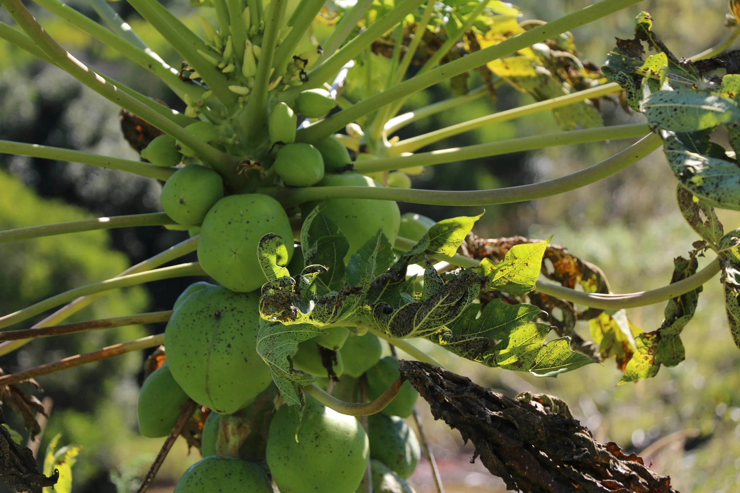 Papaya Tree.jpg