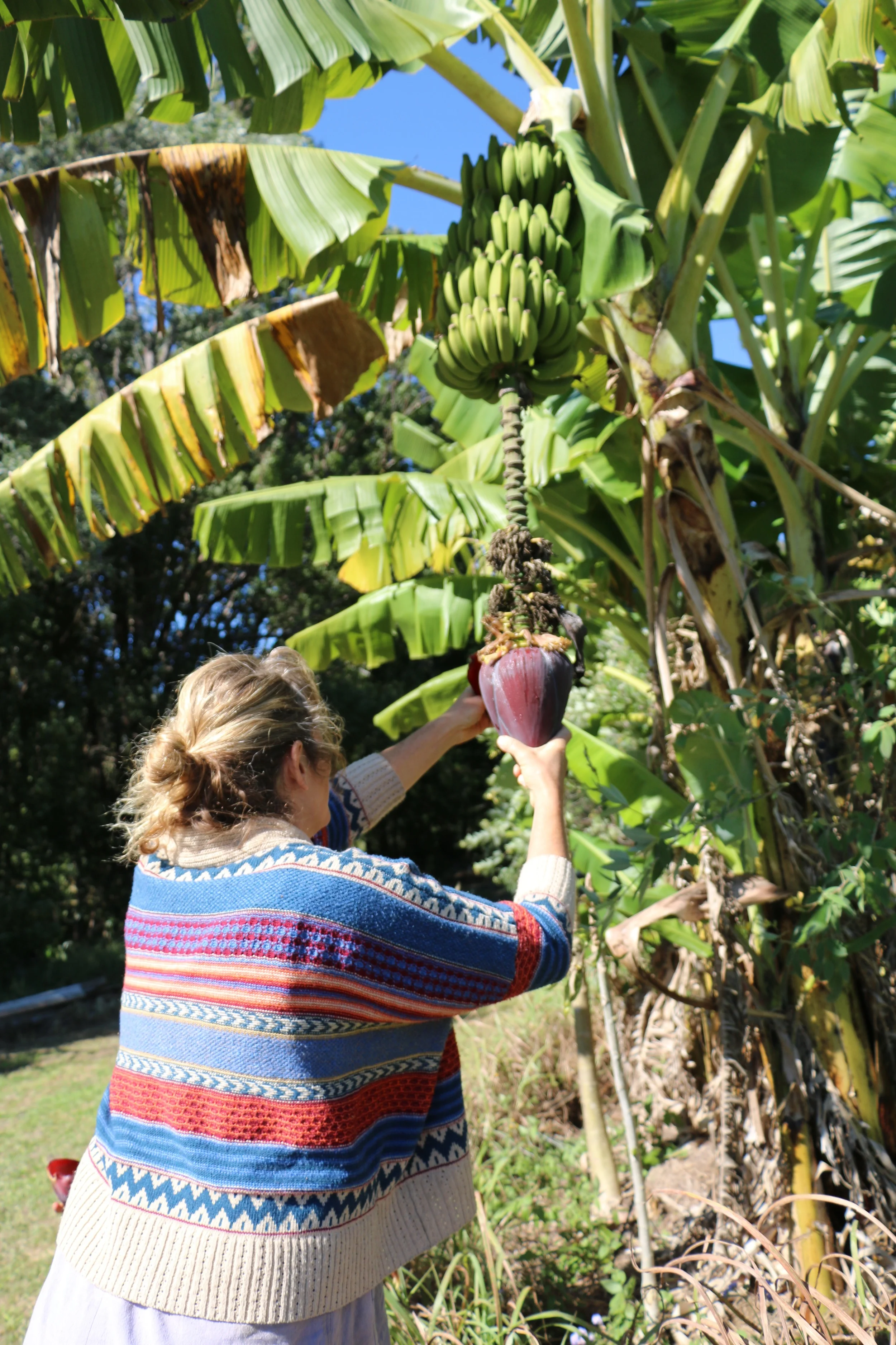 Banana Flower Petals.jpg