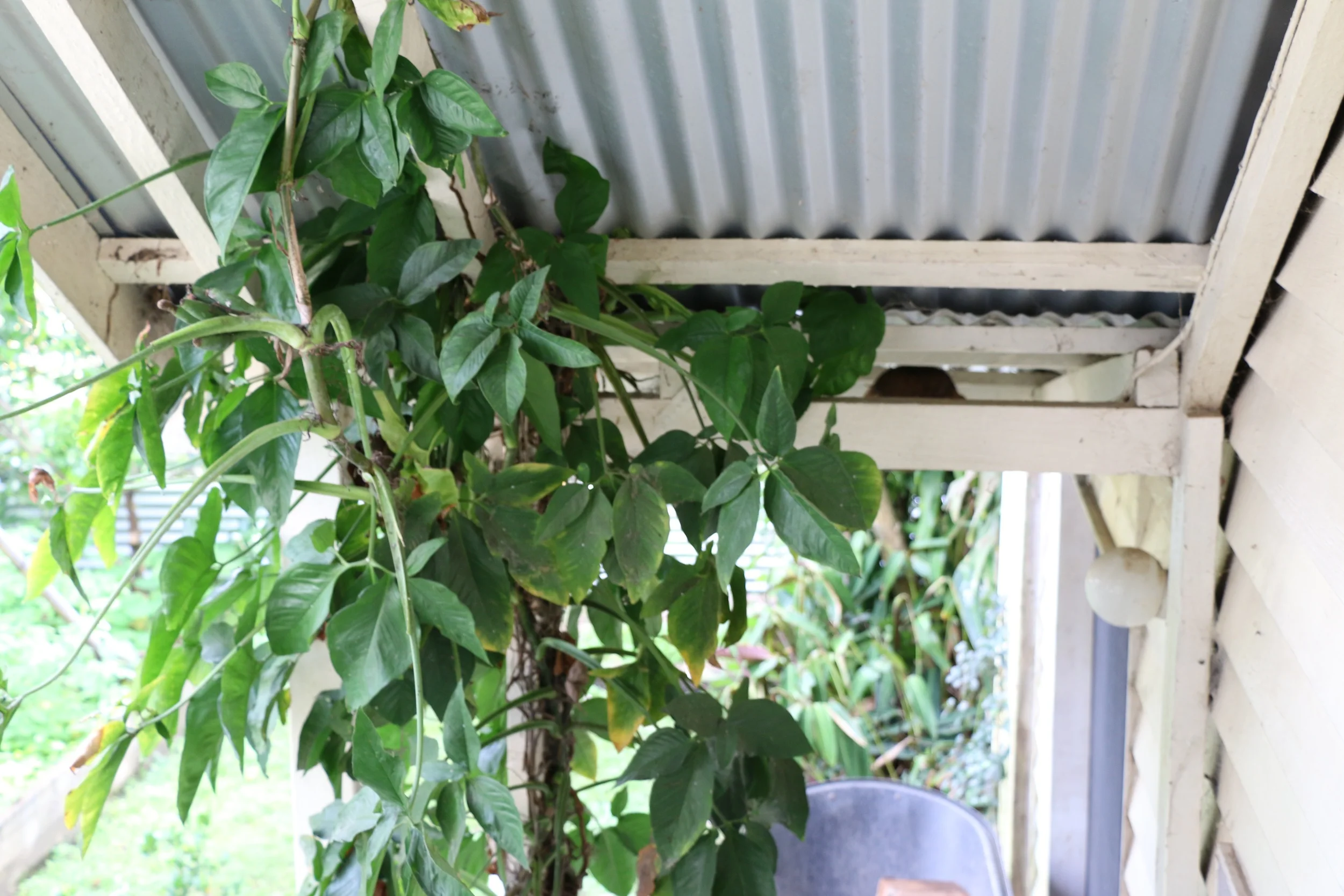 Undercover Foliage.jpg