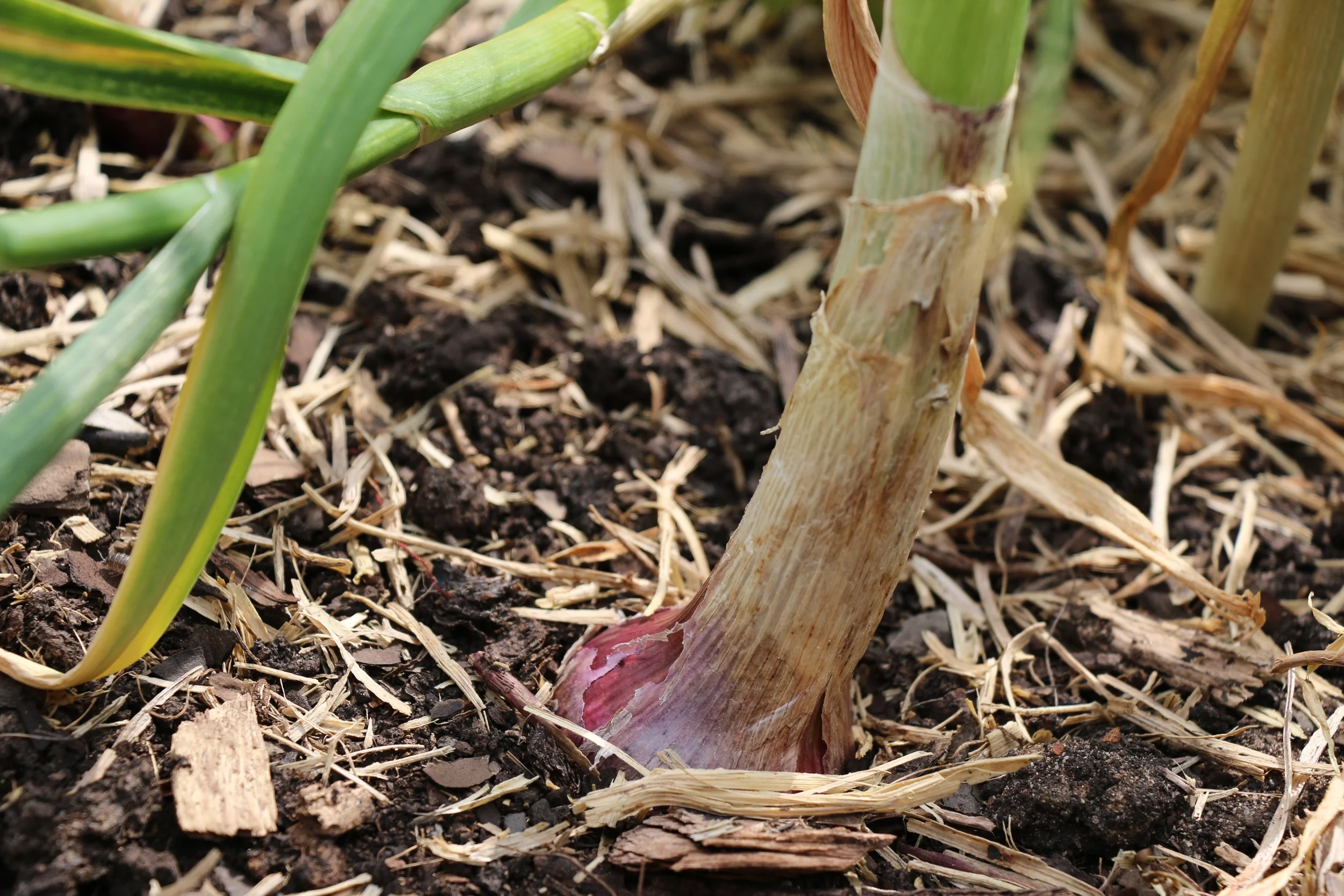 Garlic ready for harvest.jpg