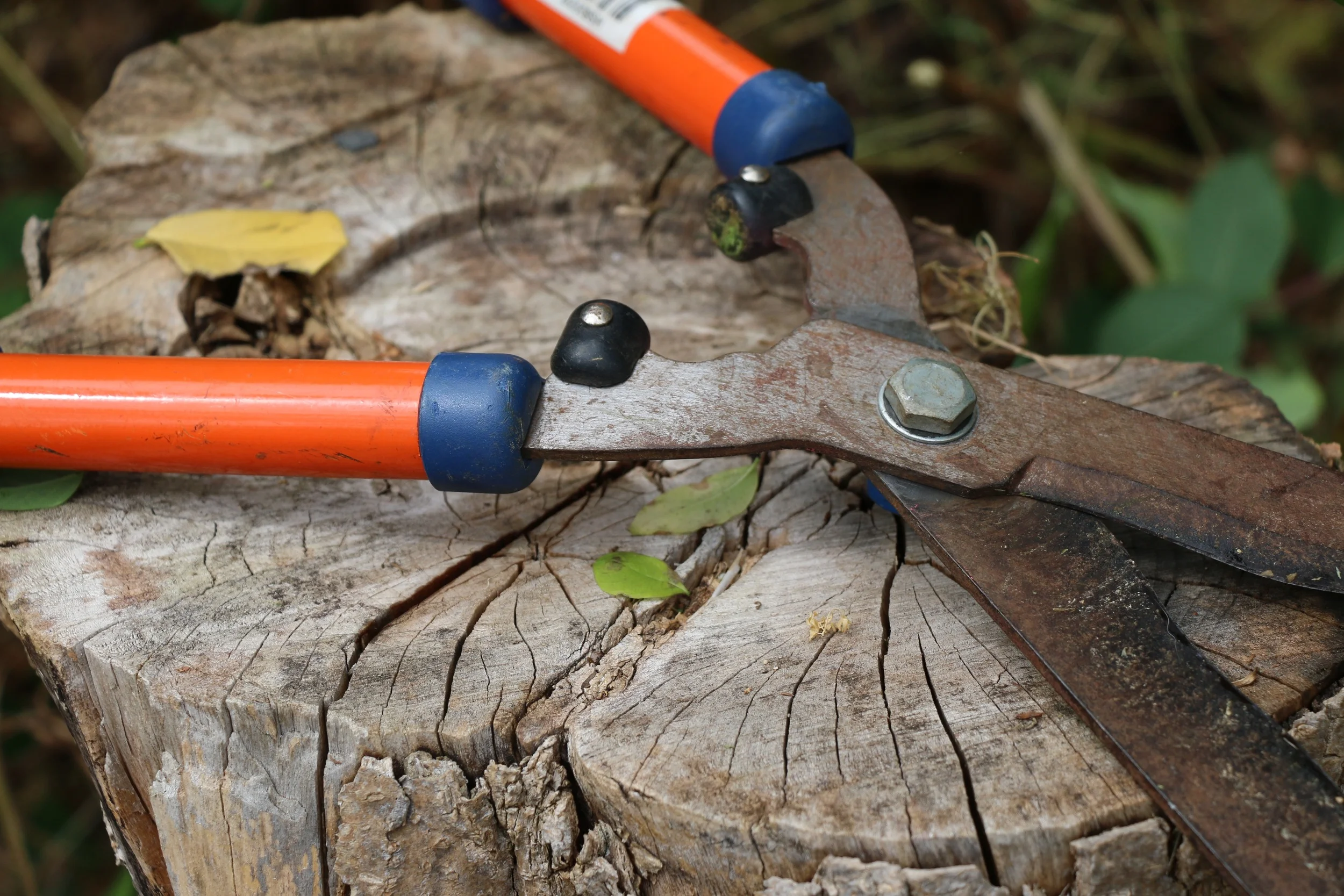 Hedge Trimmers.jpg