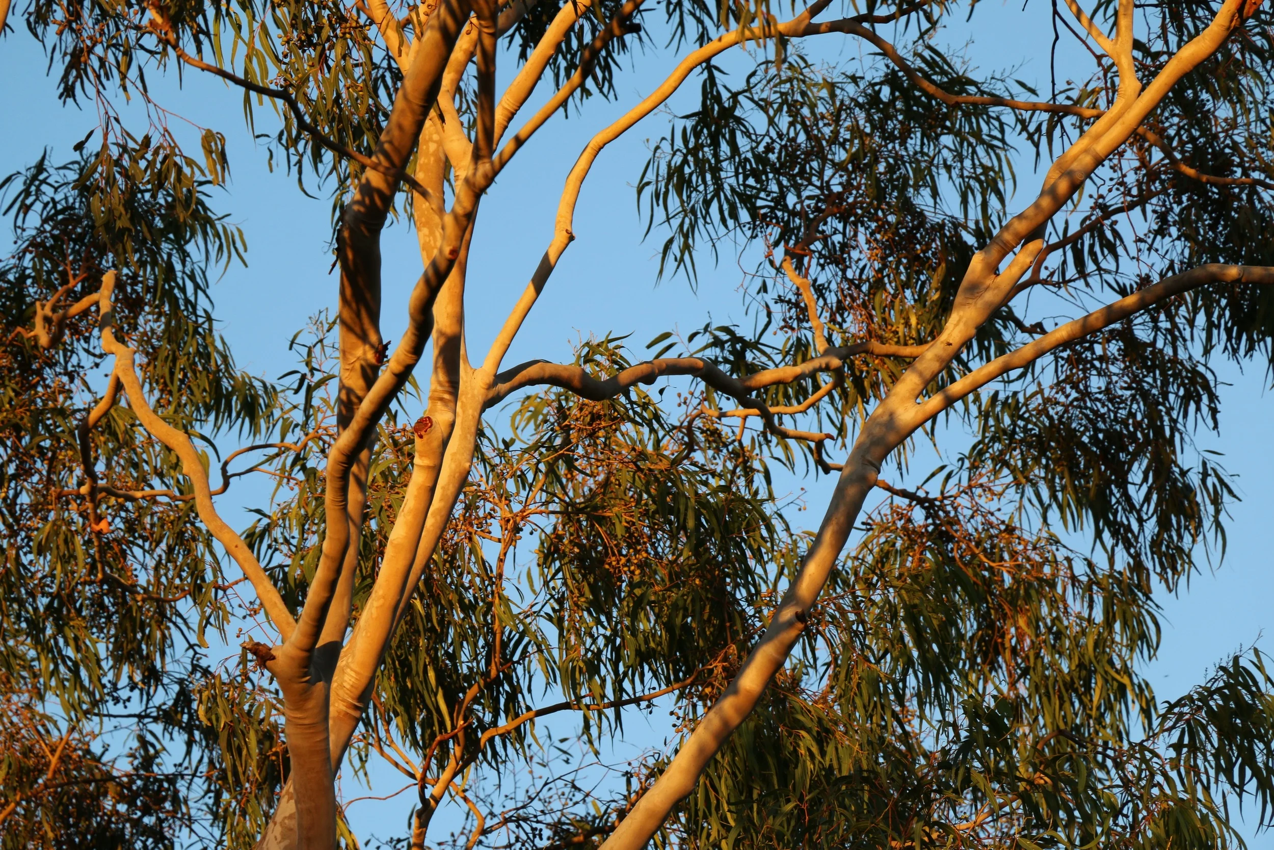 Golden Ghost Gum.jpg
