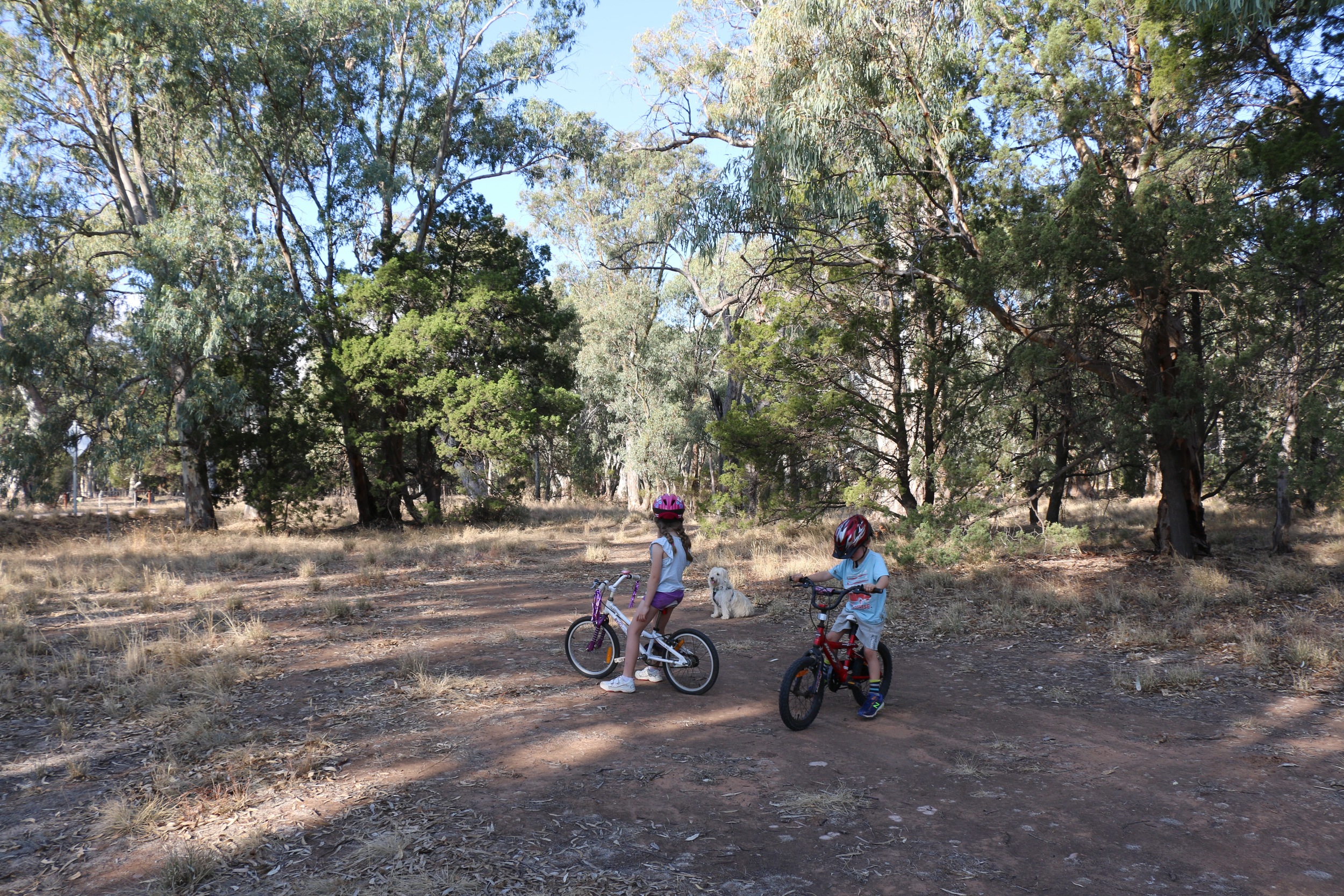 Bikes in the Bush.jpg
