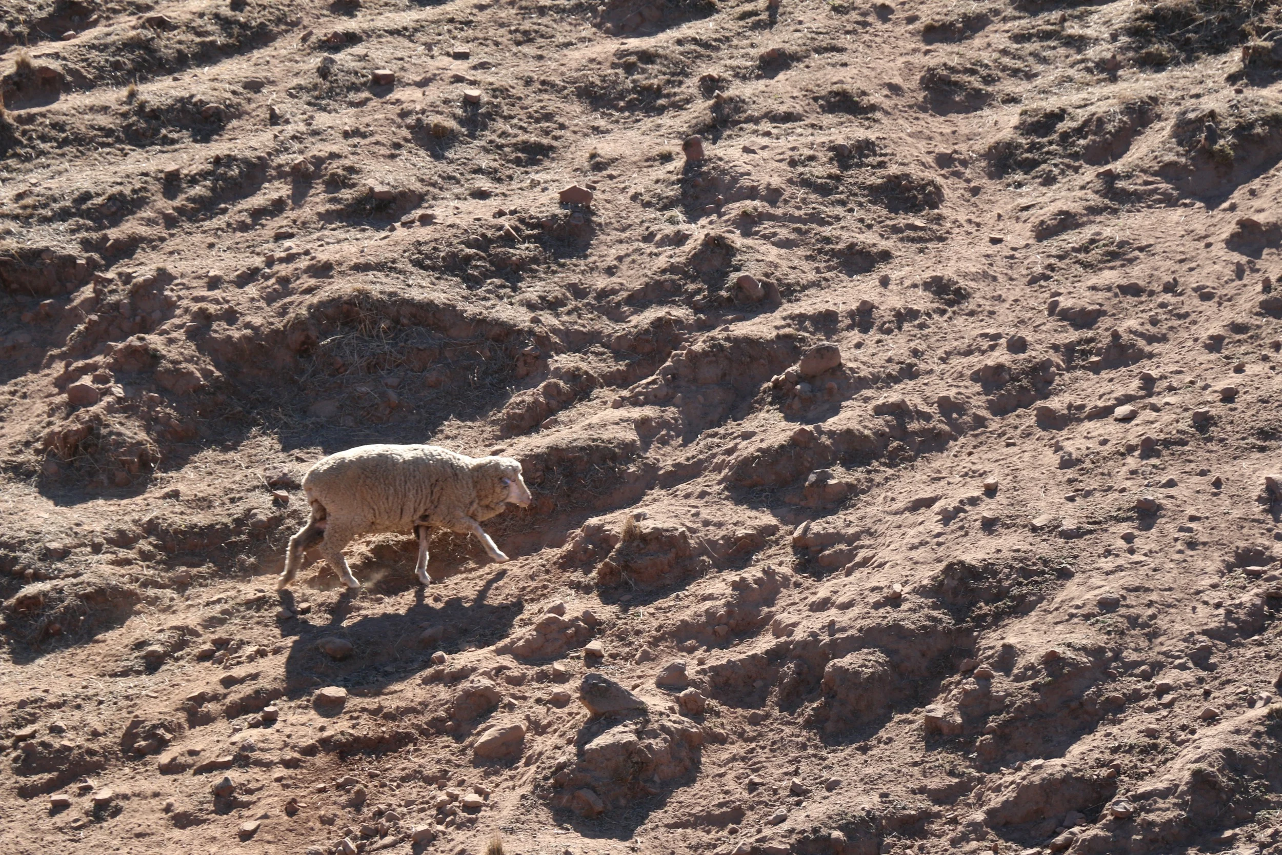 Baked Earth and Lone Sheep.jpg