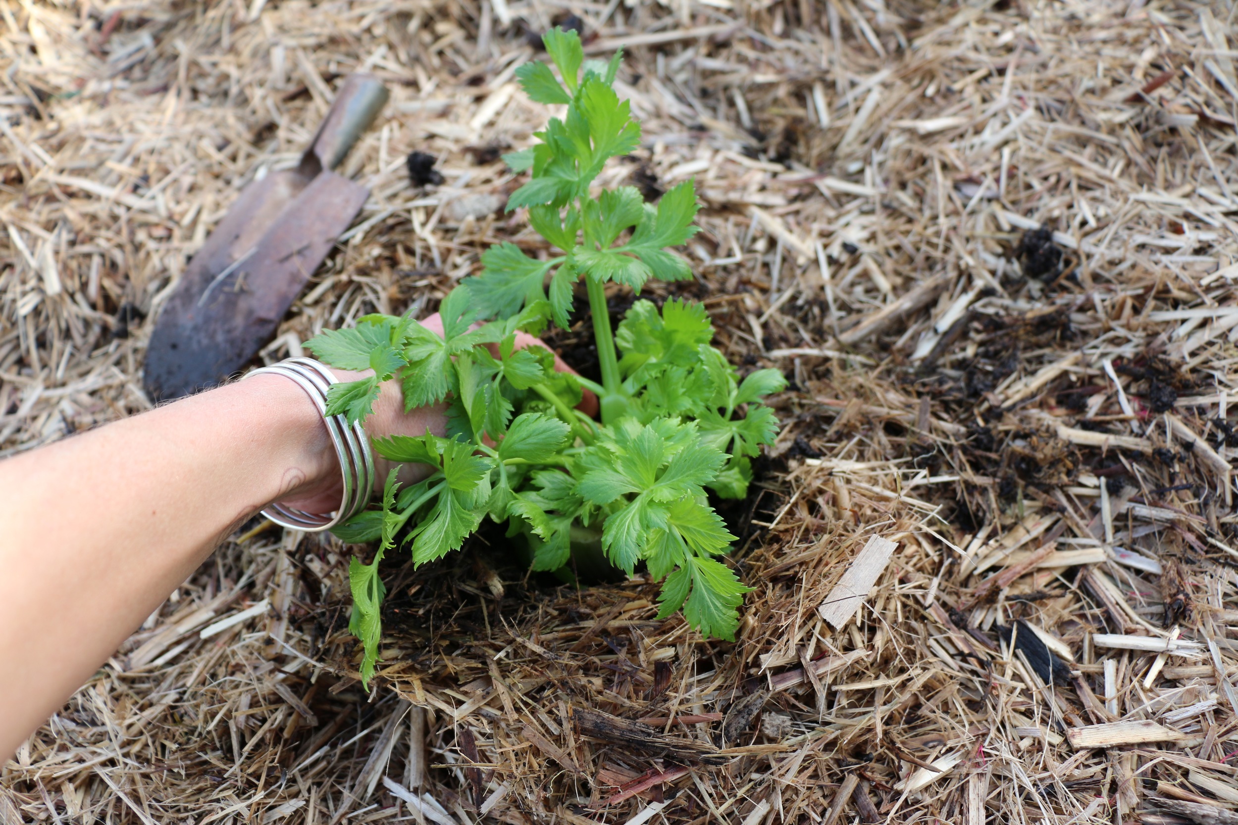 Planting.jpg