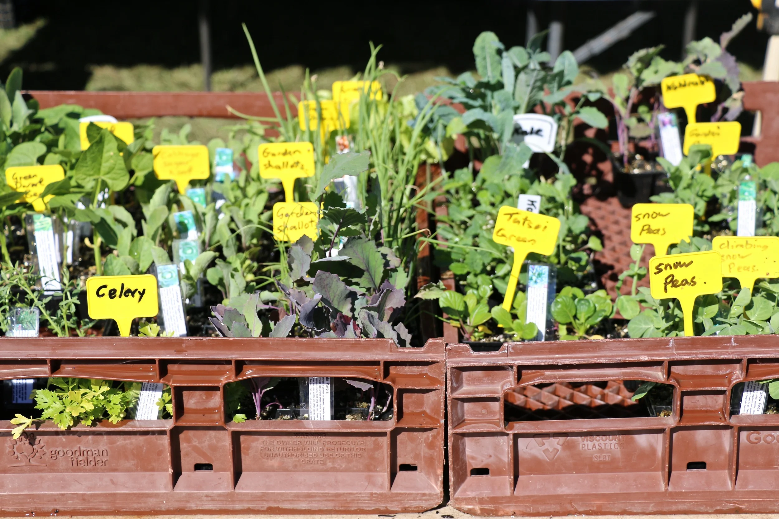 Seedlings.jpg