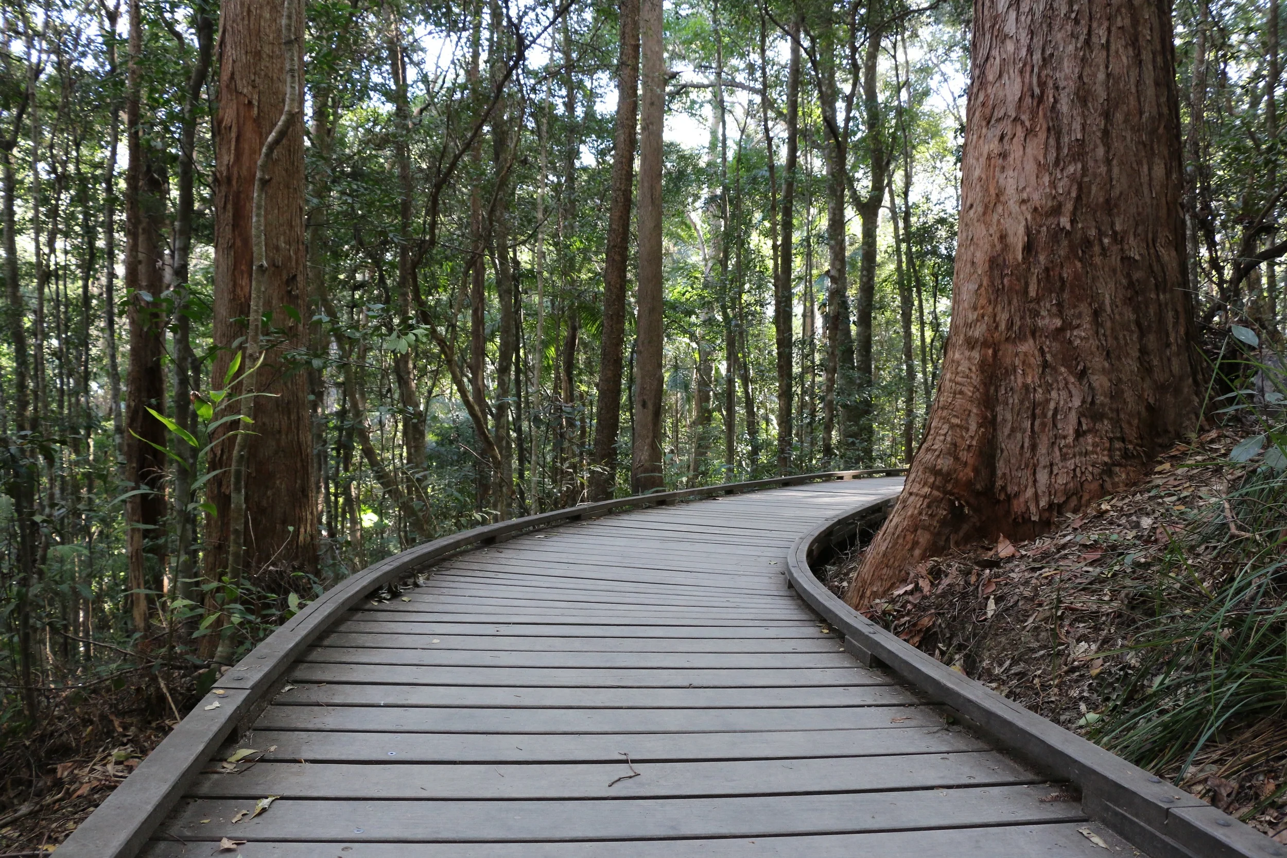 Through the Forest.jpg