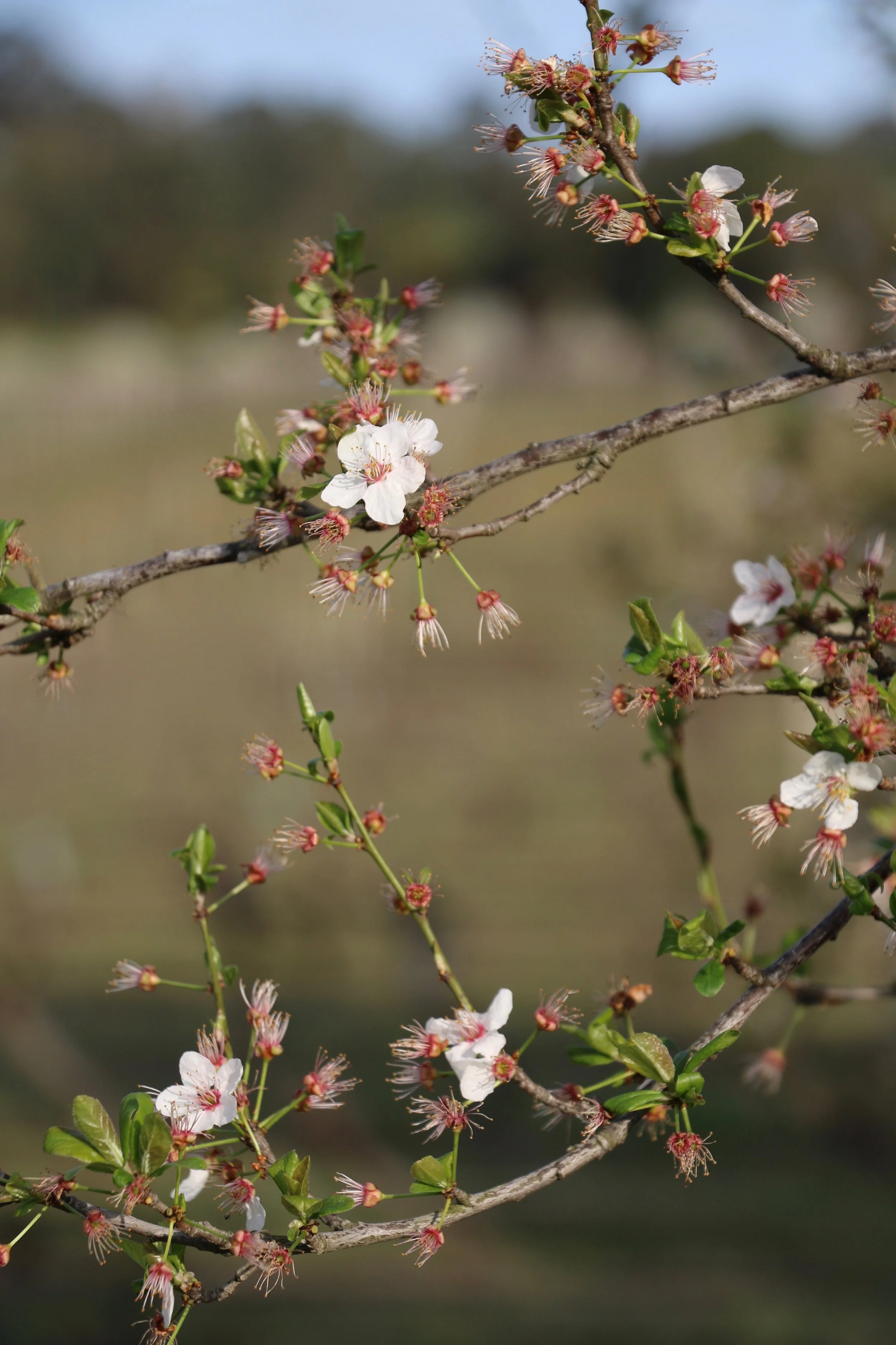 Blossom.jpg