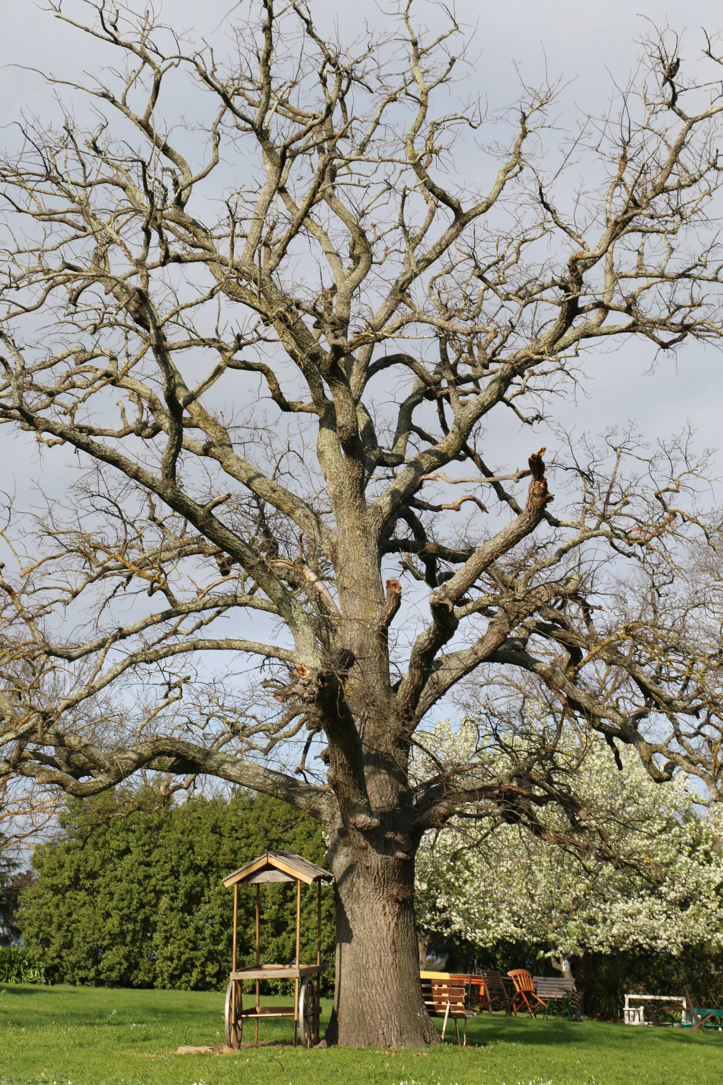 Tree Of Life.jpg