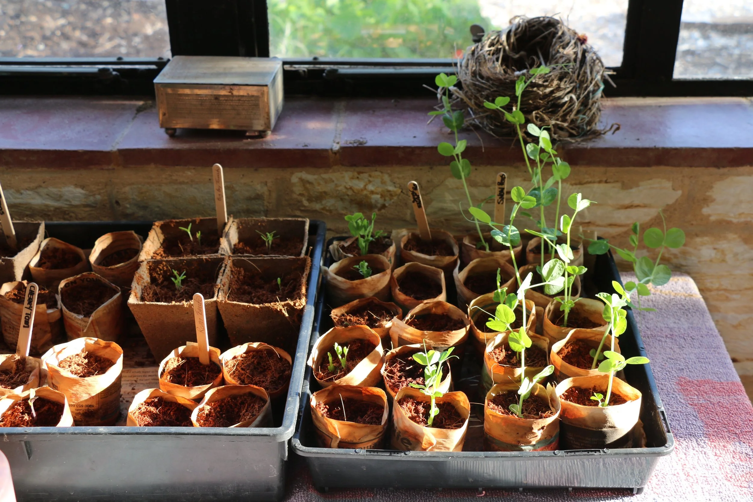 Seedlings.jpg