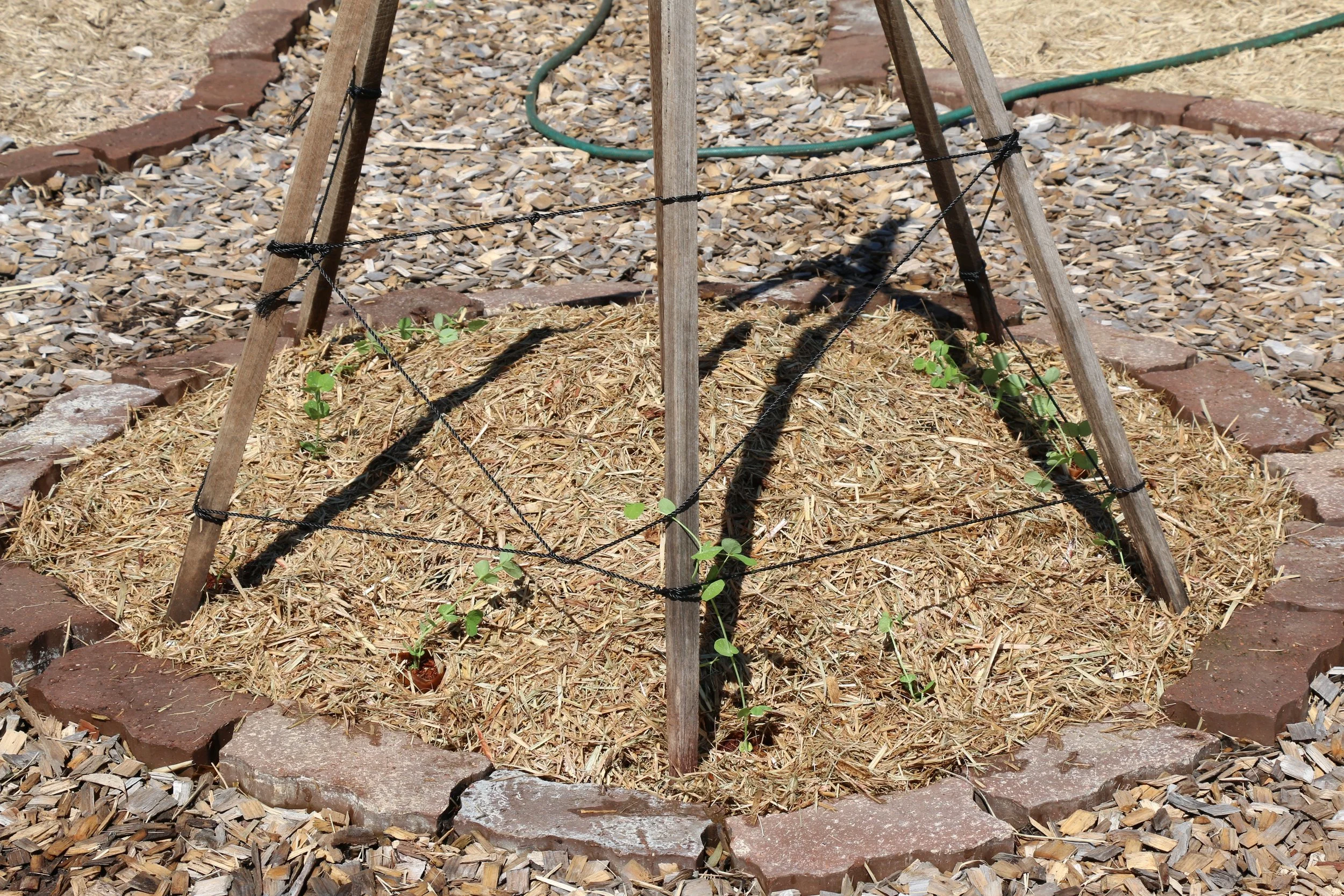 Snowpea Teepee.jpg