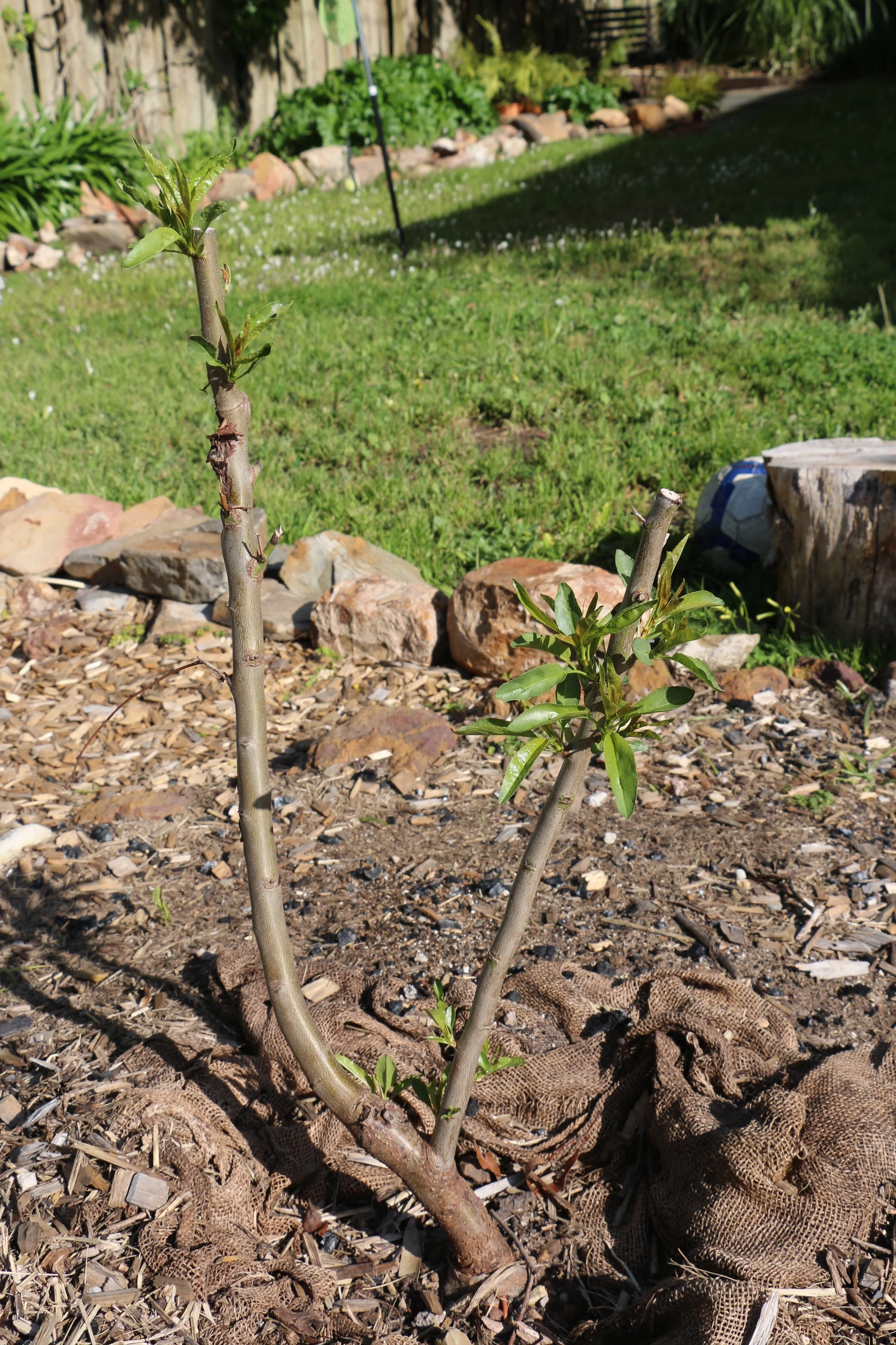 Almond Tree.jpg