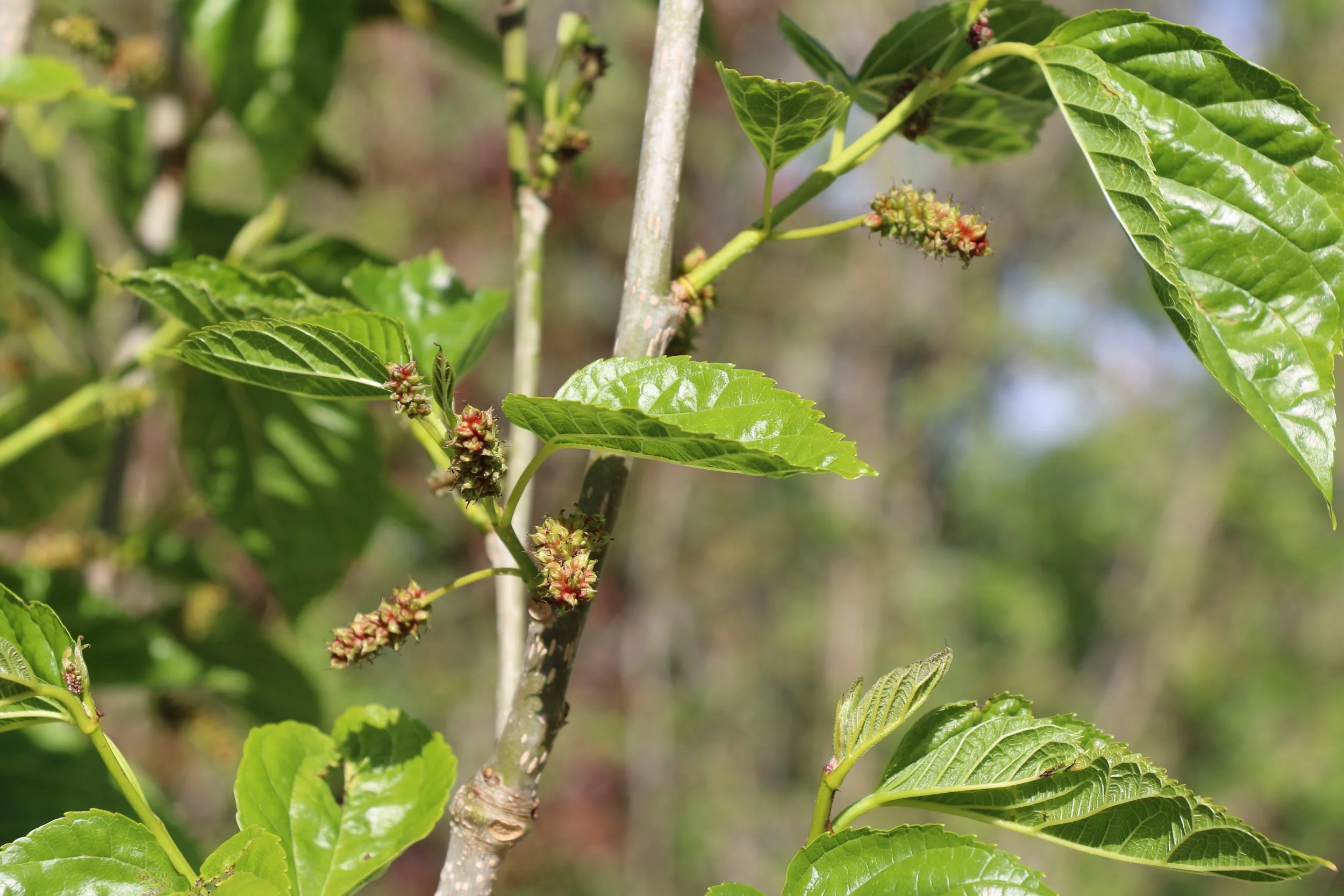 Mulberry.jpg