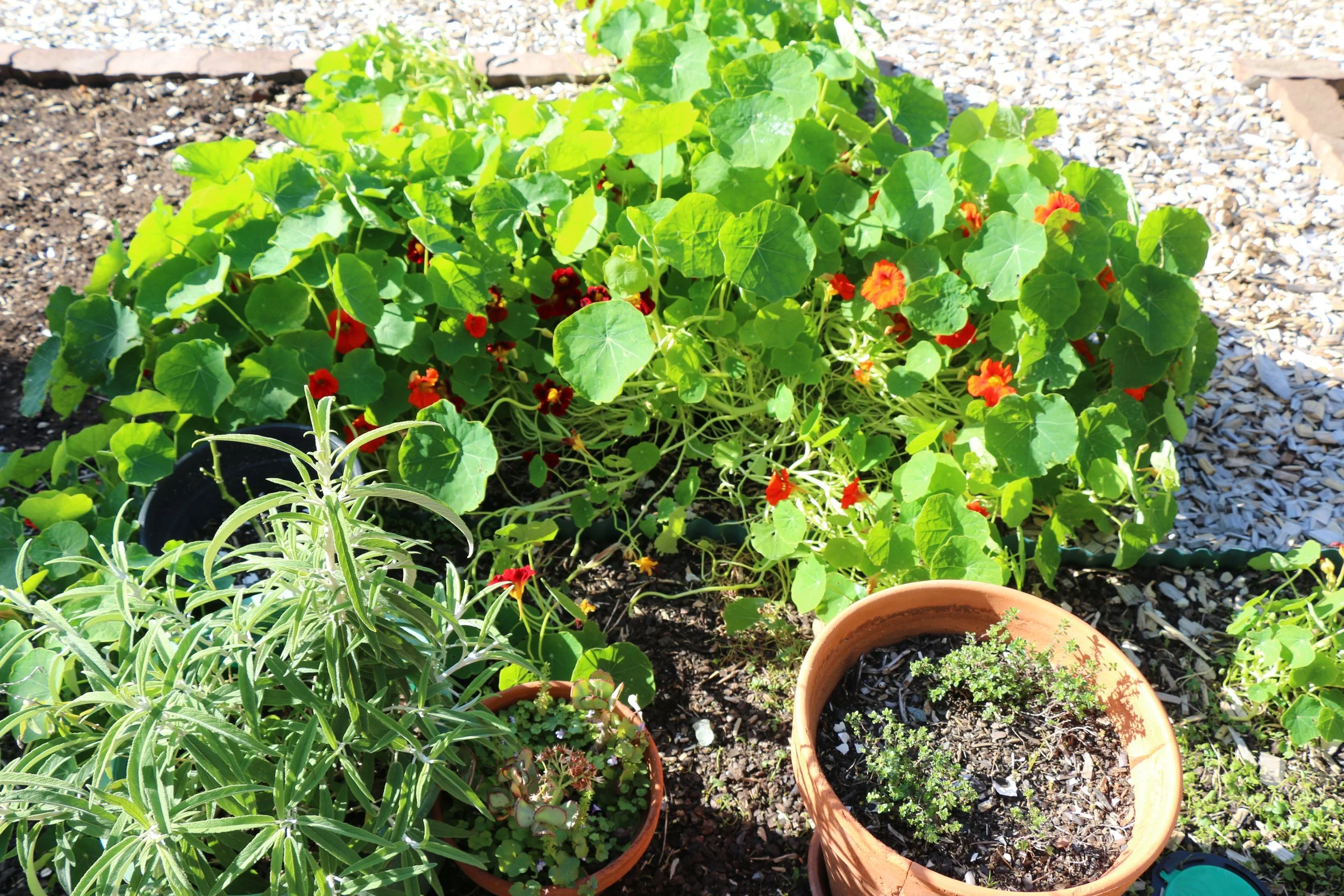 Nasturtiums.jpg