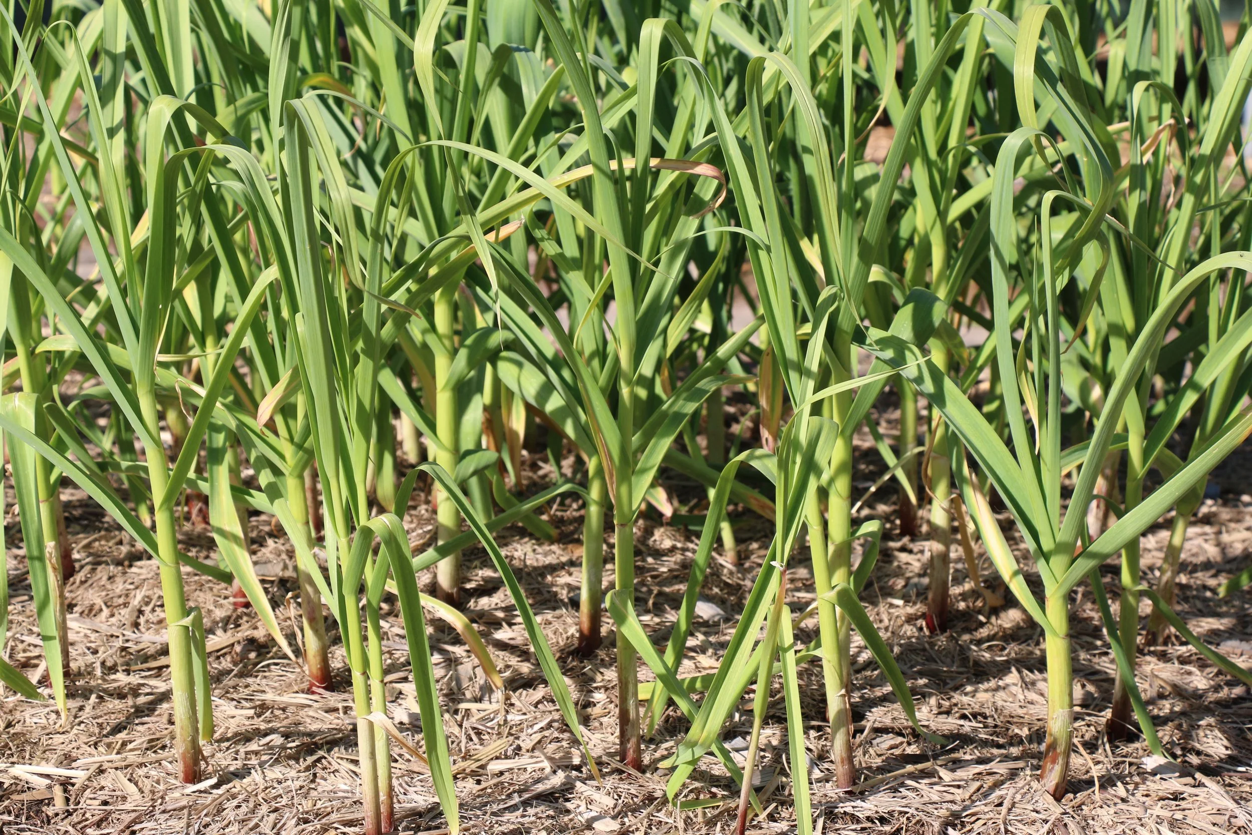Garlic.jpg