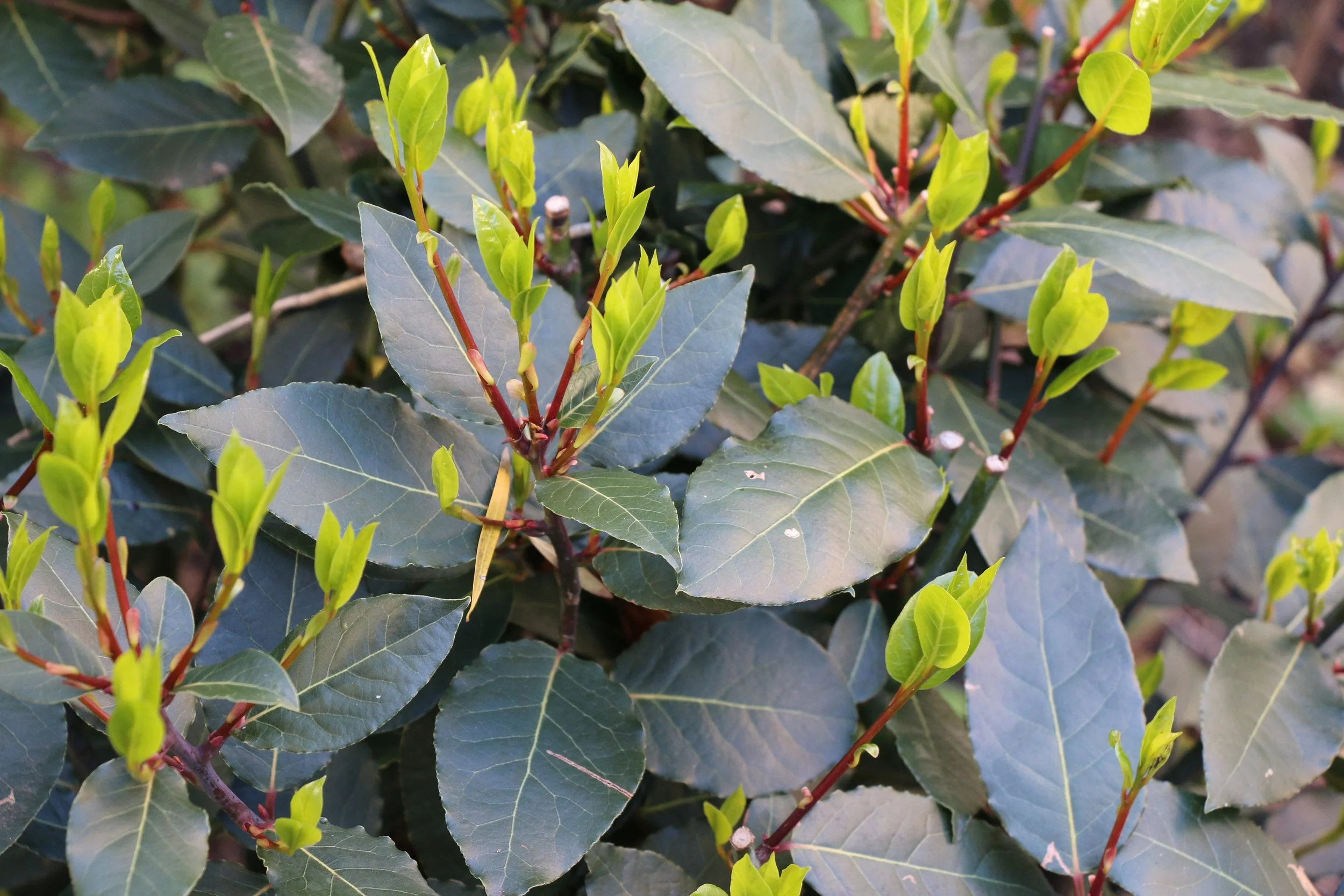 Bay Tree.jpg