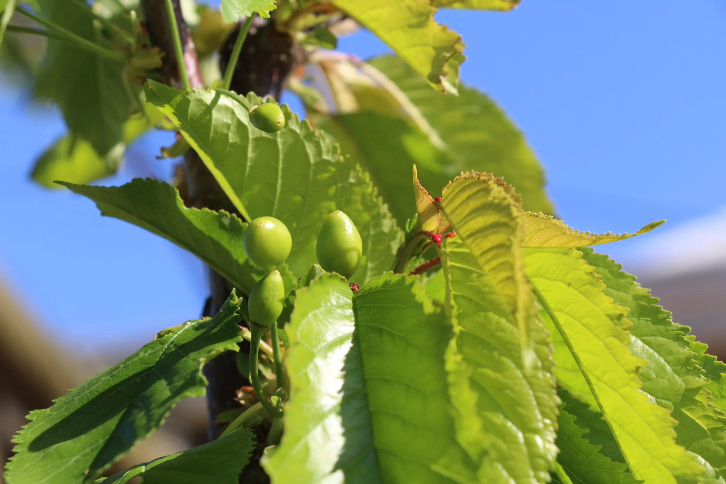 Cherries.jpg