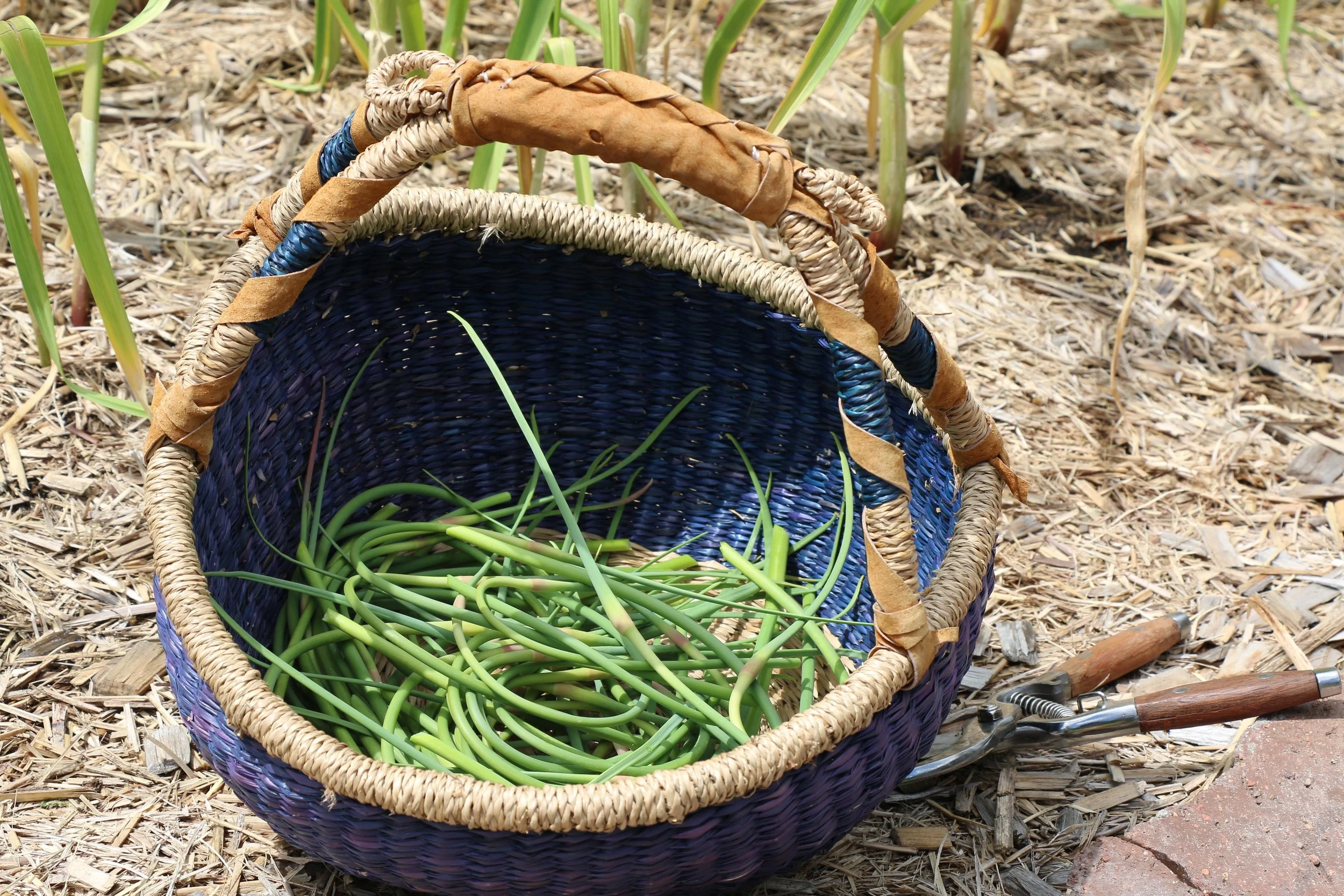 Garlic Scapes.jpg