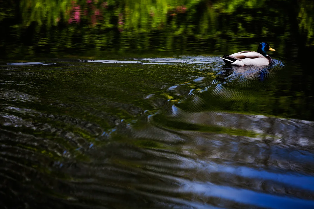 _MG_1048.jpg