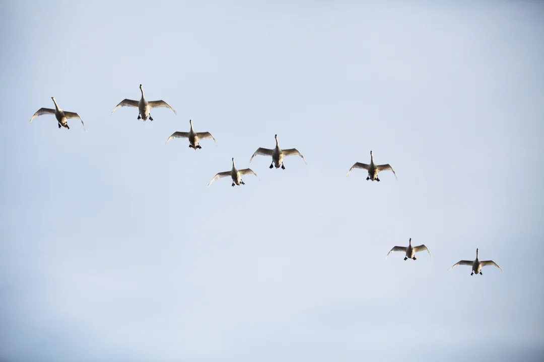 _MG_1066.jpg