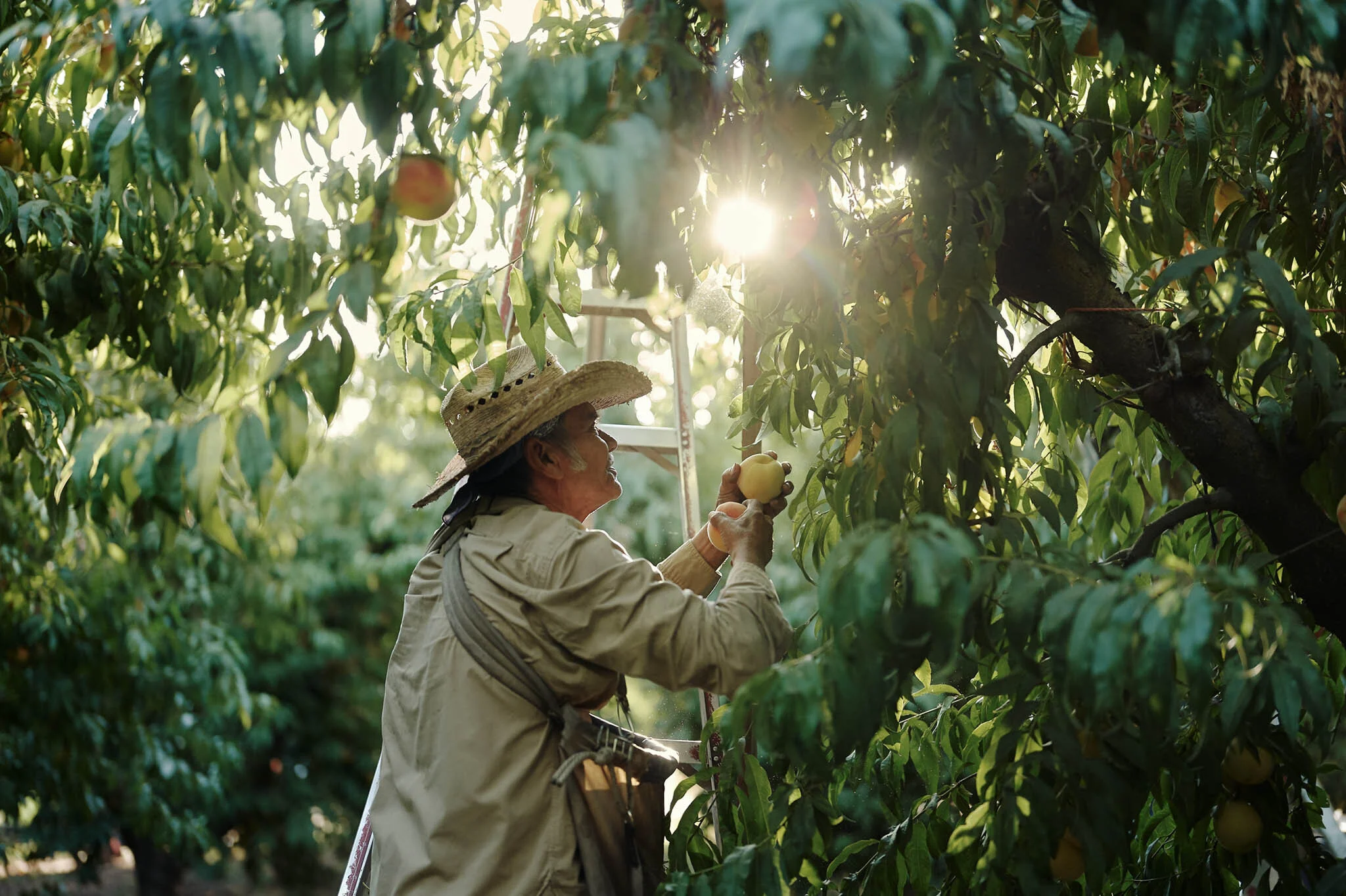 California-Orchard-harvest.jpeg