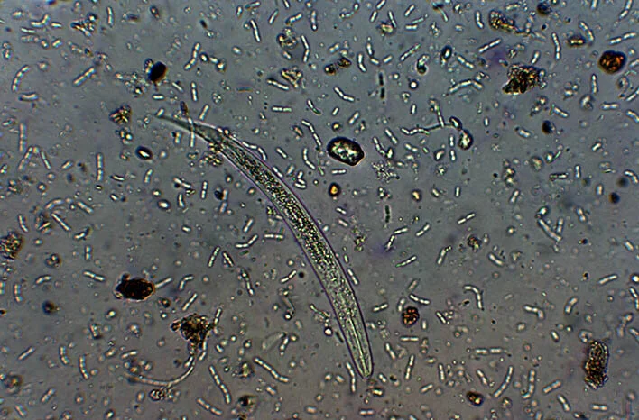 beneficial_feeding_nematode_Photographer_100x-708X466.jpg