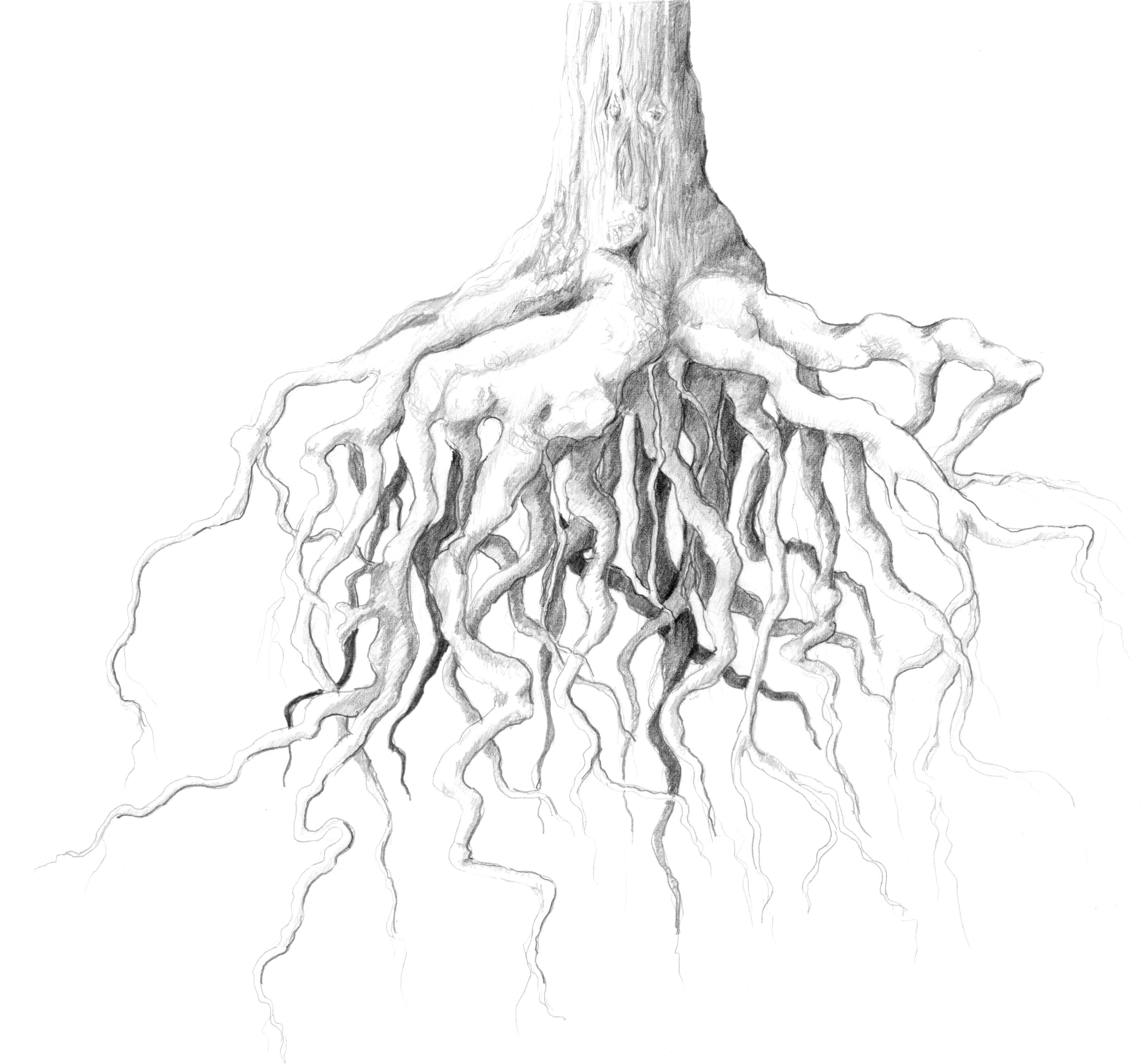 Tree-Root Chandelier sketch