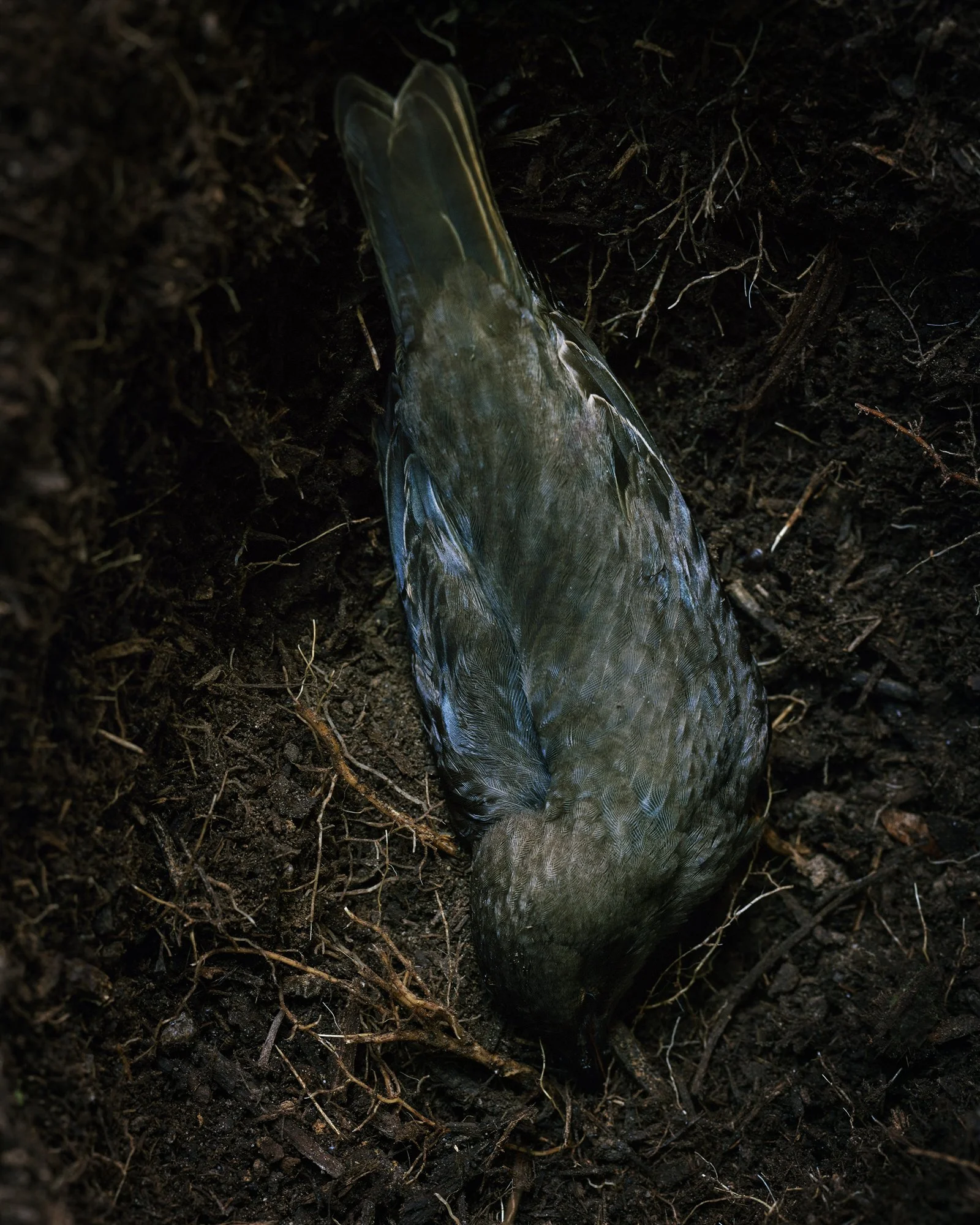 Funeral for a European Starling