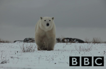 Unity Connect used at the Polar Bear Capital of the World