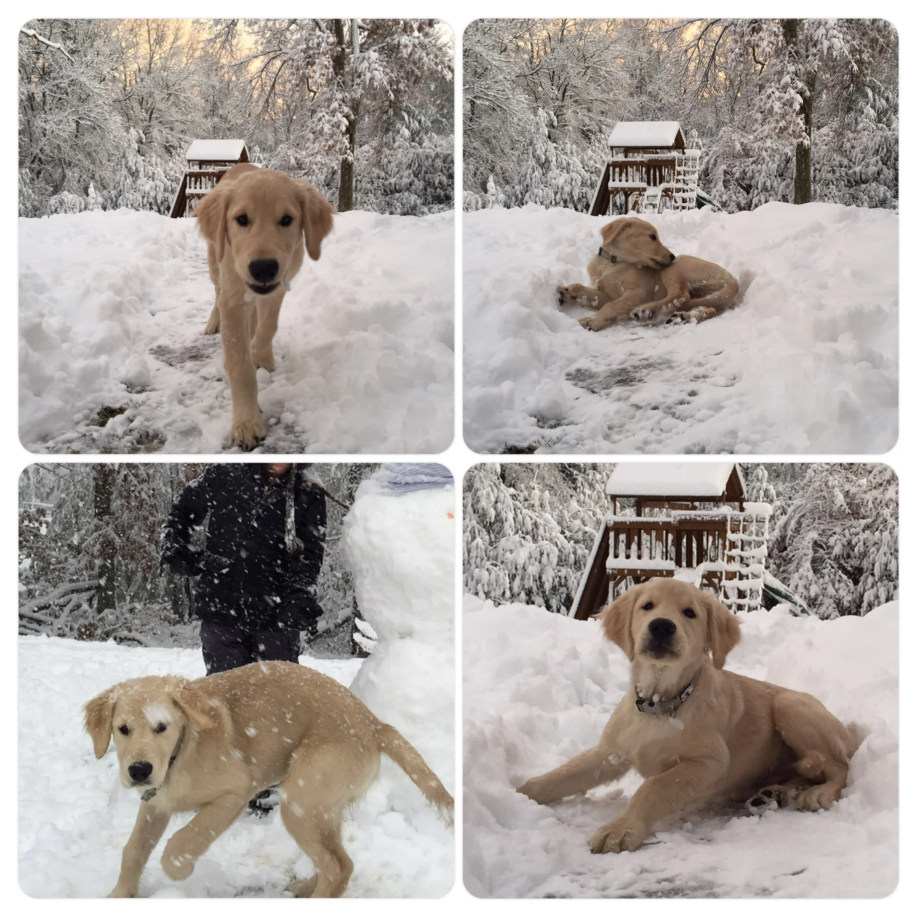 Scout digs the snow.