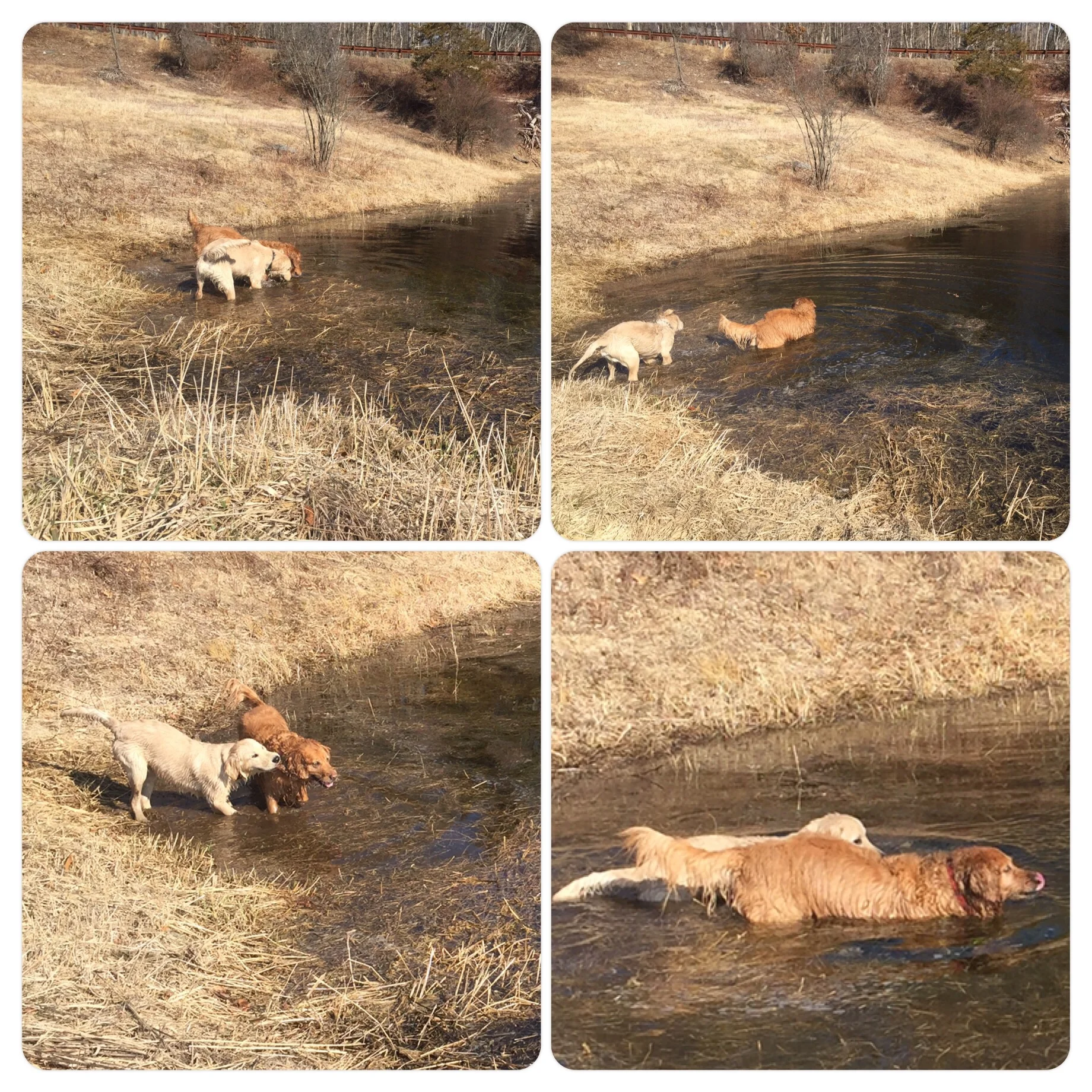 Dogs - ug, a bath is in order.
