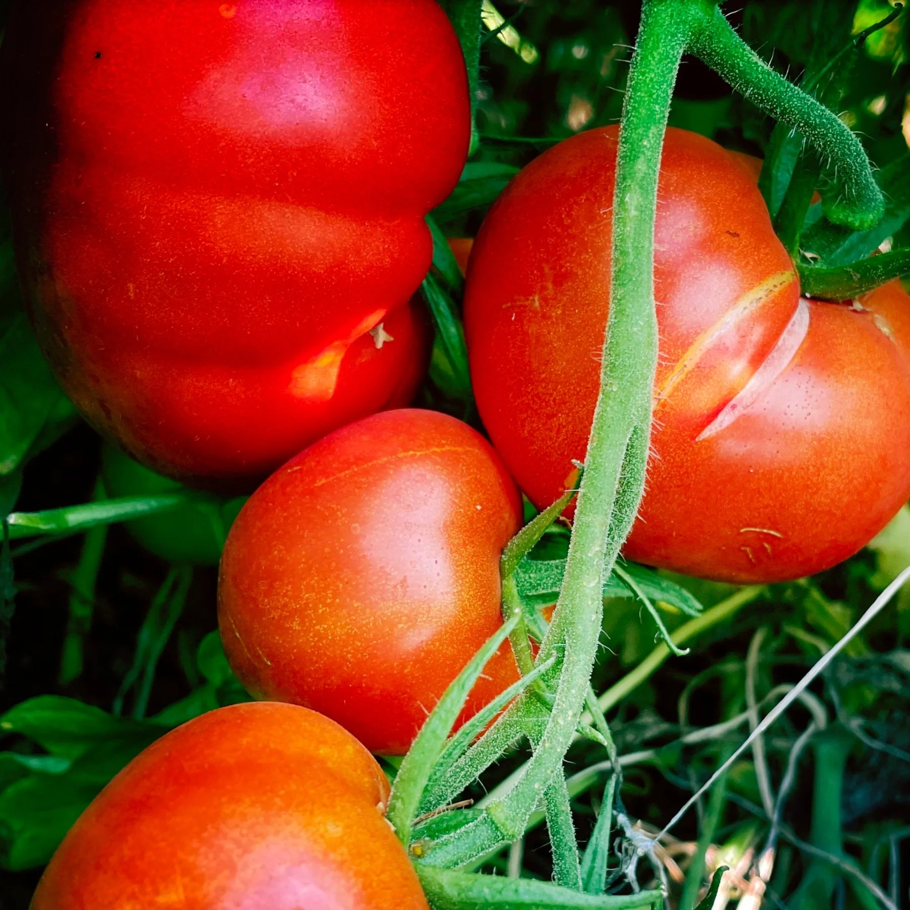 Frische, rote Tomate als Symbol für Achtsamkeit, Sinnlichkeit und Genuss-Meditation.