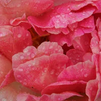 Nahaufnahme einer erblühten Rose als Sinnbild für tägliche Mini-Meditationen mit den herzlichen Postkarten.