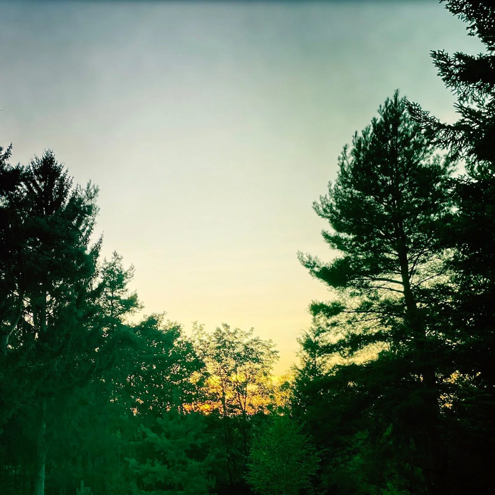 Ein dichter Wald im warmen Licht des Sonnenuntergangs als Symbol für tiefe Ruhe und guten Schlaf.