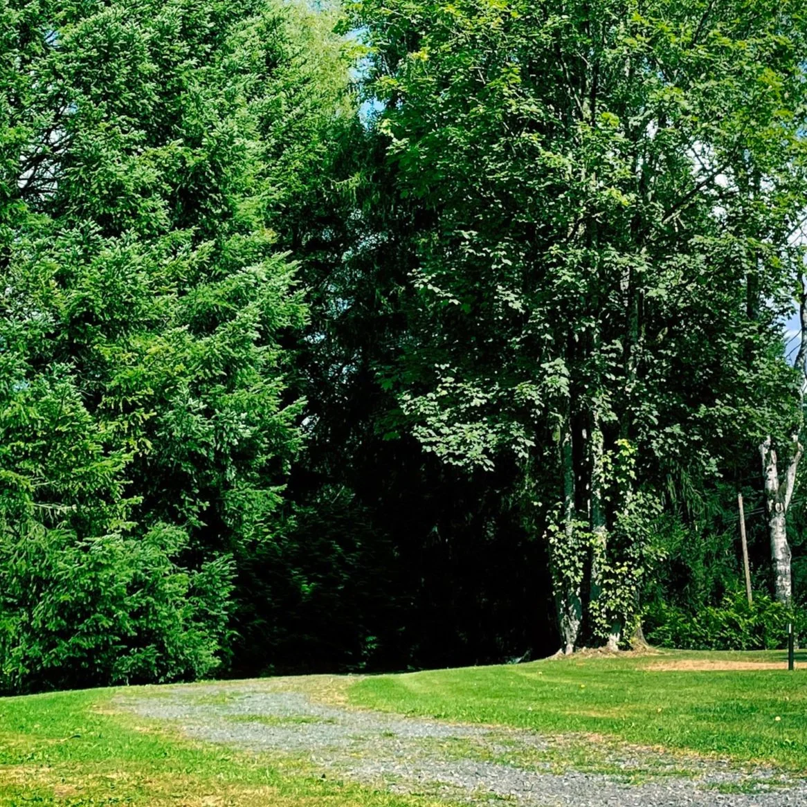 Ein schattiger Waldweg als Symbol für den begleiteten, persönlichen Weg zu innerer Balance.