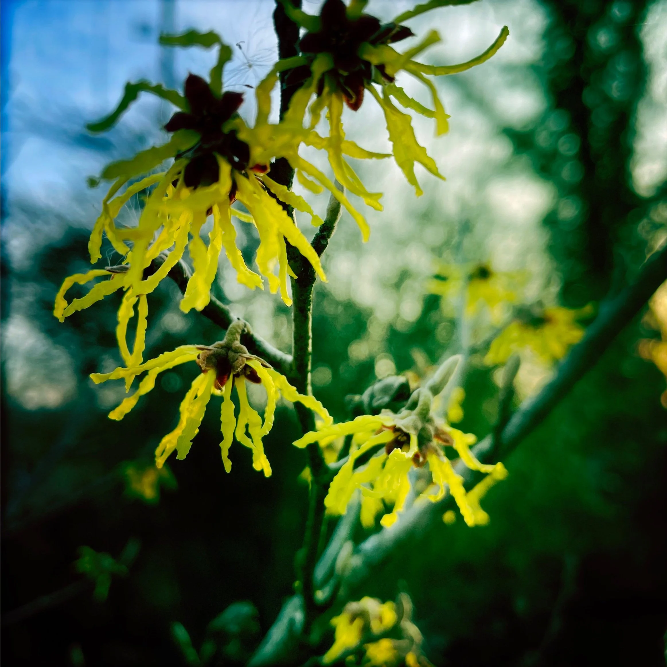 Gelbe Blume als warmer Akzent für die drei Winter-Meditationen für Leichtigkeit, Gelassenheit und Stabilität.