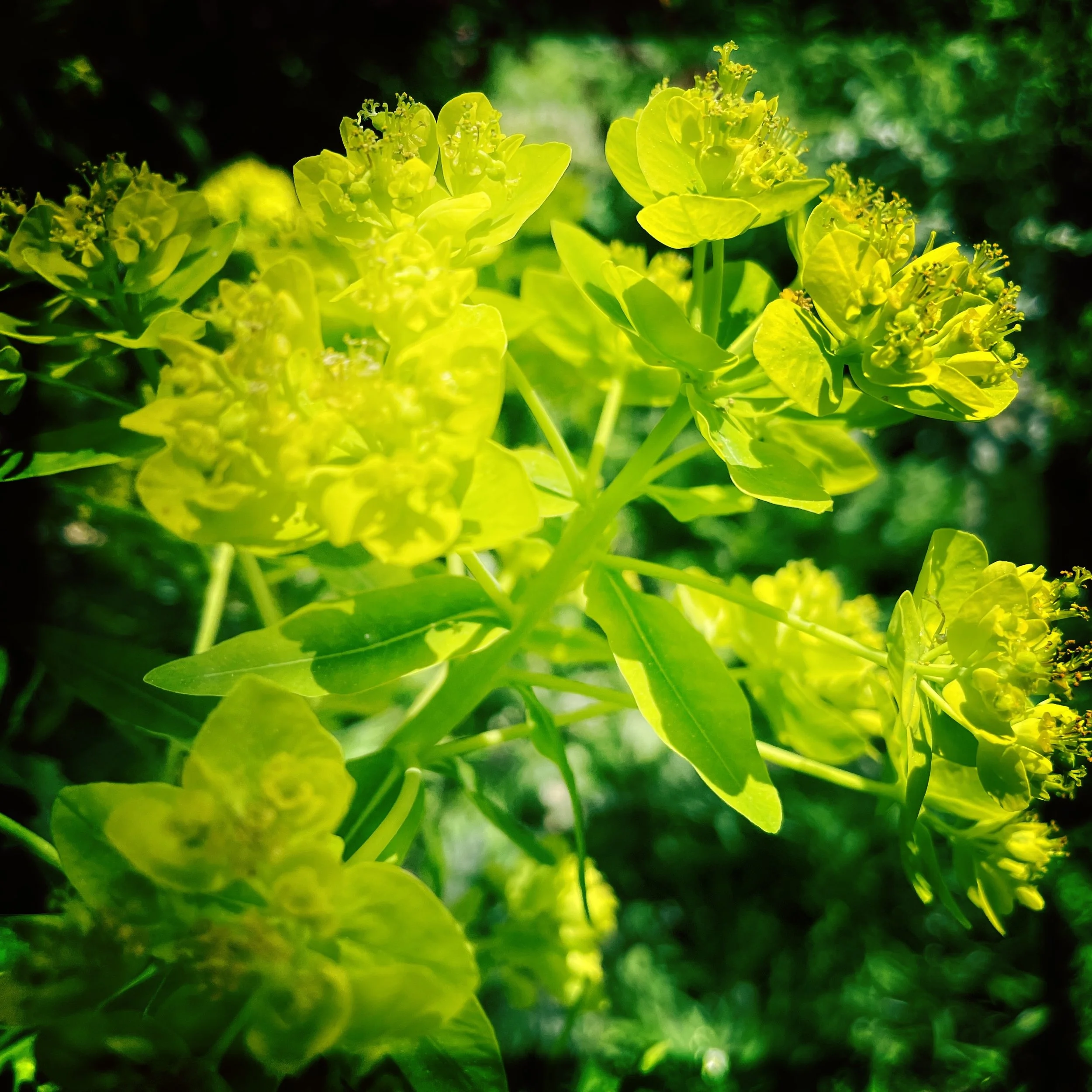 Nahaufnahme einer strahlend gelben Blume als Symbol für das Aufblühen und innere Ruhe am Morgen.