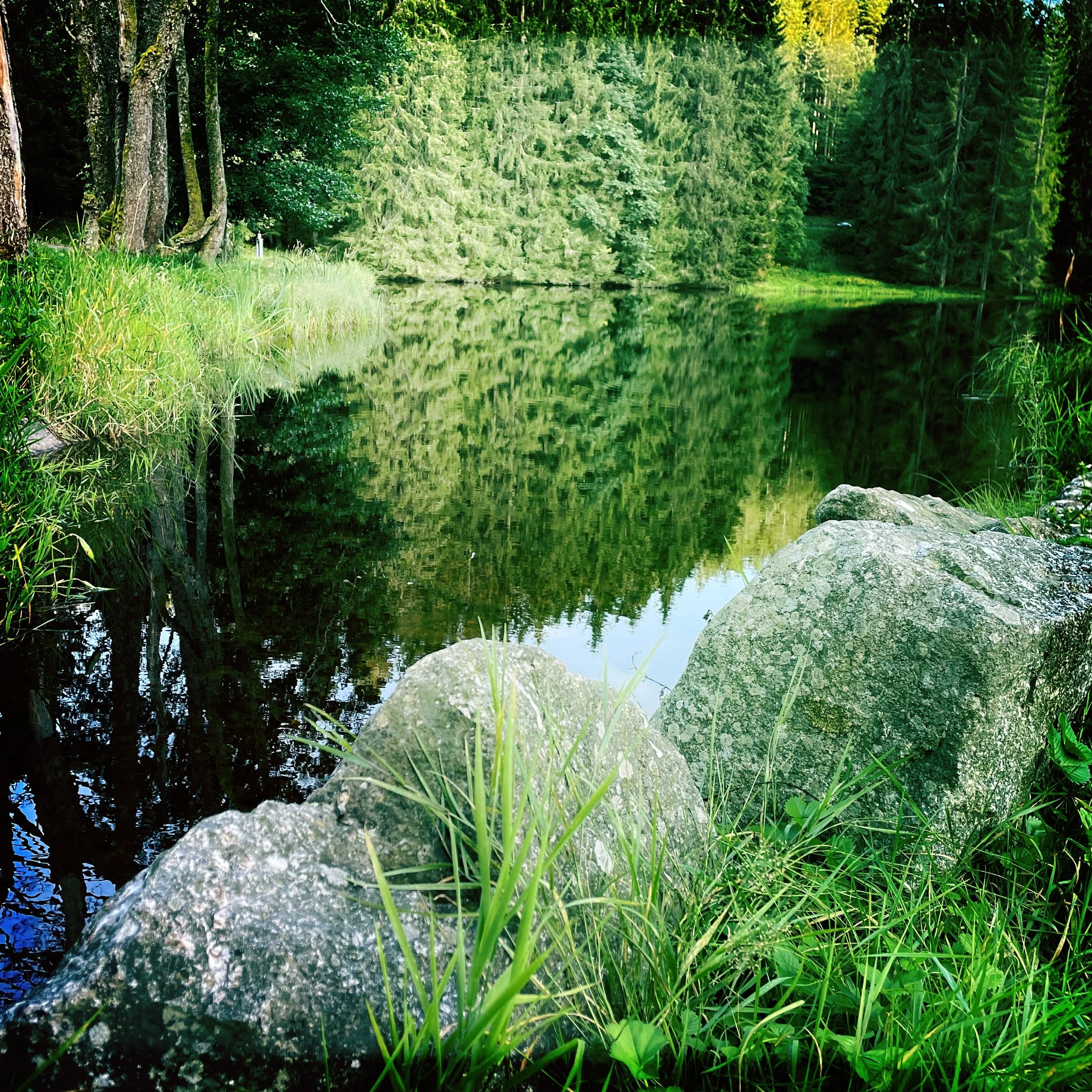 Ein ruhiger See in einem Wald mit Tannen und Laubbäumen, mit Felsen und grüner Vegetation am Ufer.