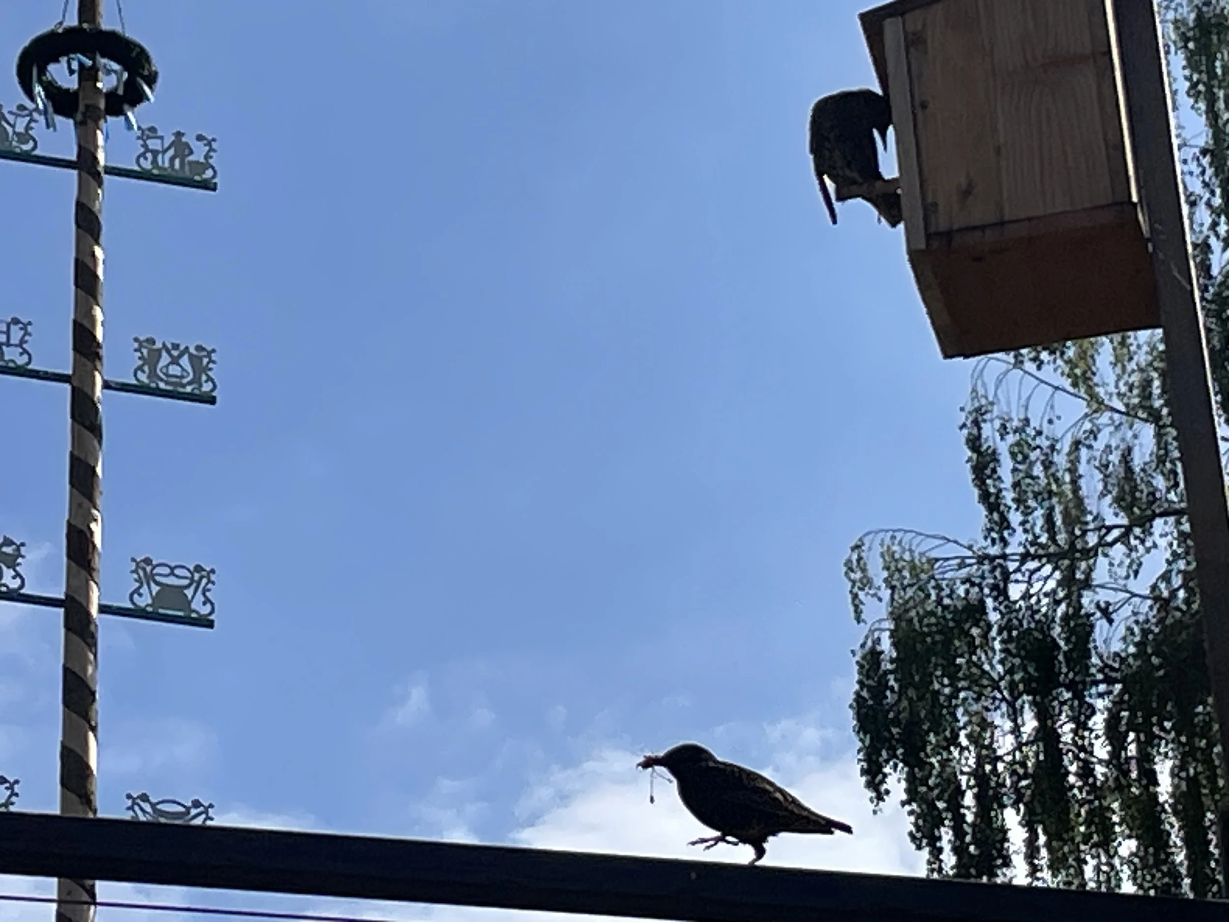 Ein Rabe läuft auf einer Stange vor weitem Himmel als Symbol für Freiheit und das Überwinden von Flugangst.